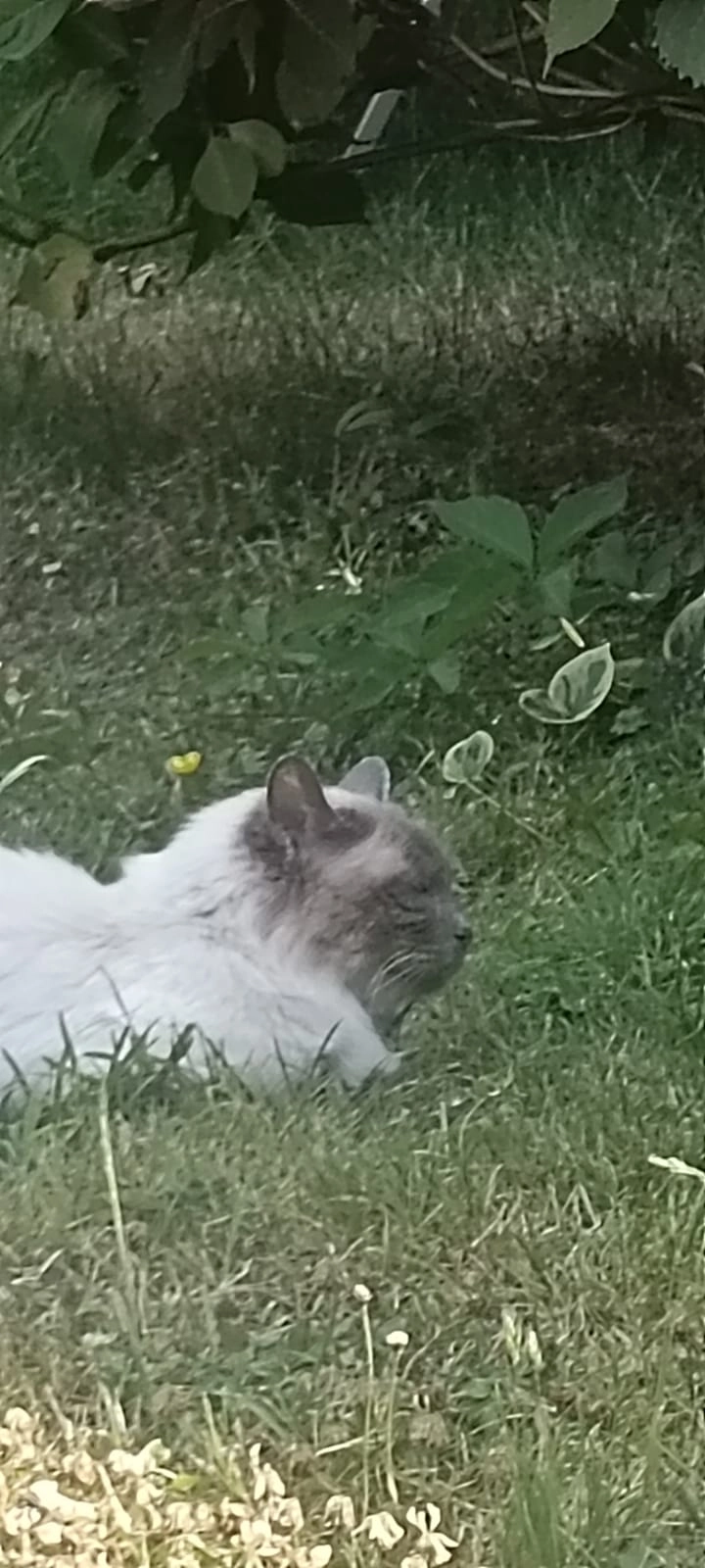 Doucelin (doudou) - Rue Principale, Peillac