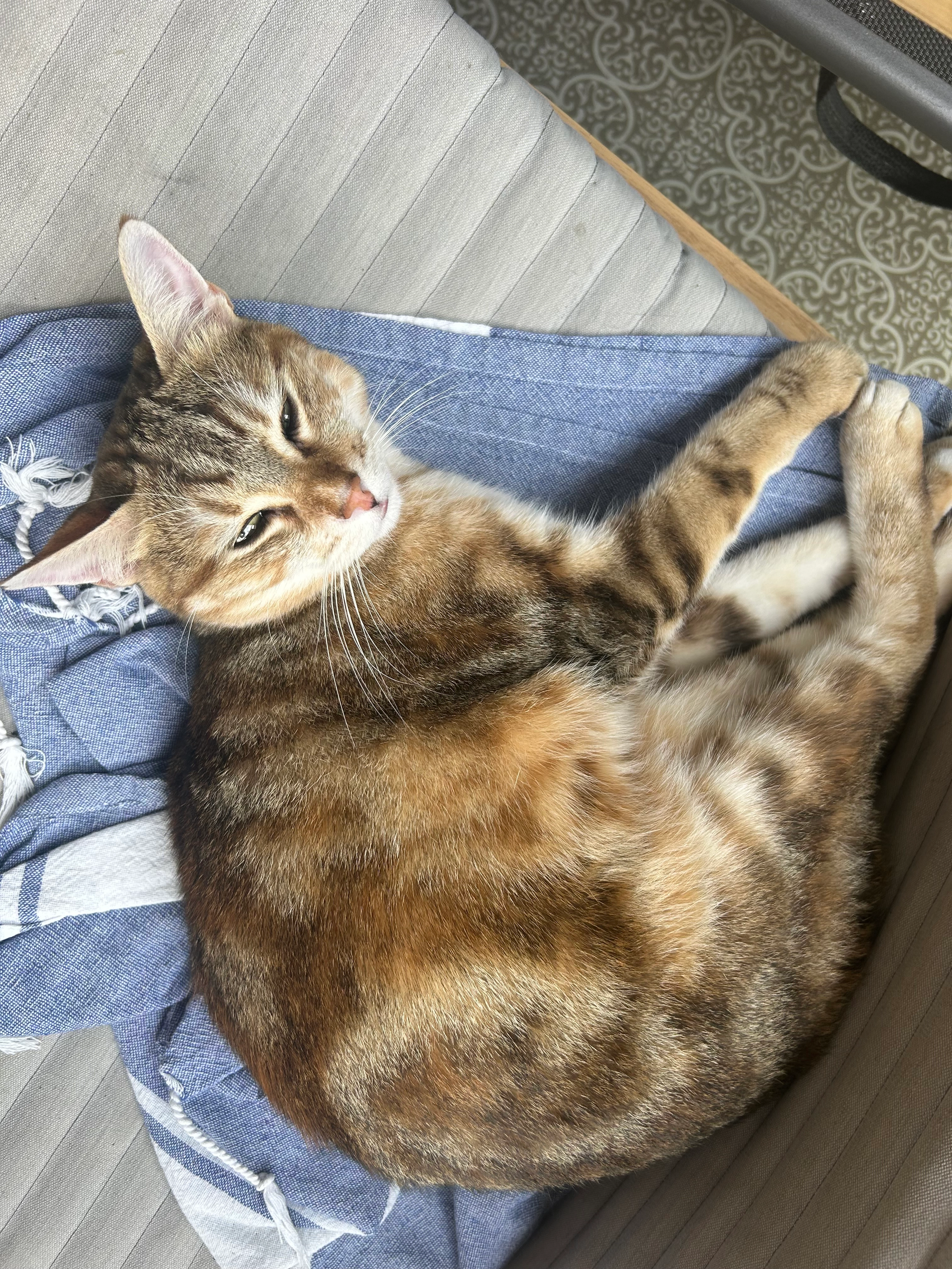 Kayla - 6 Rue Anne Frank, Toulouse