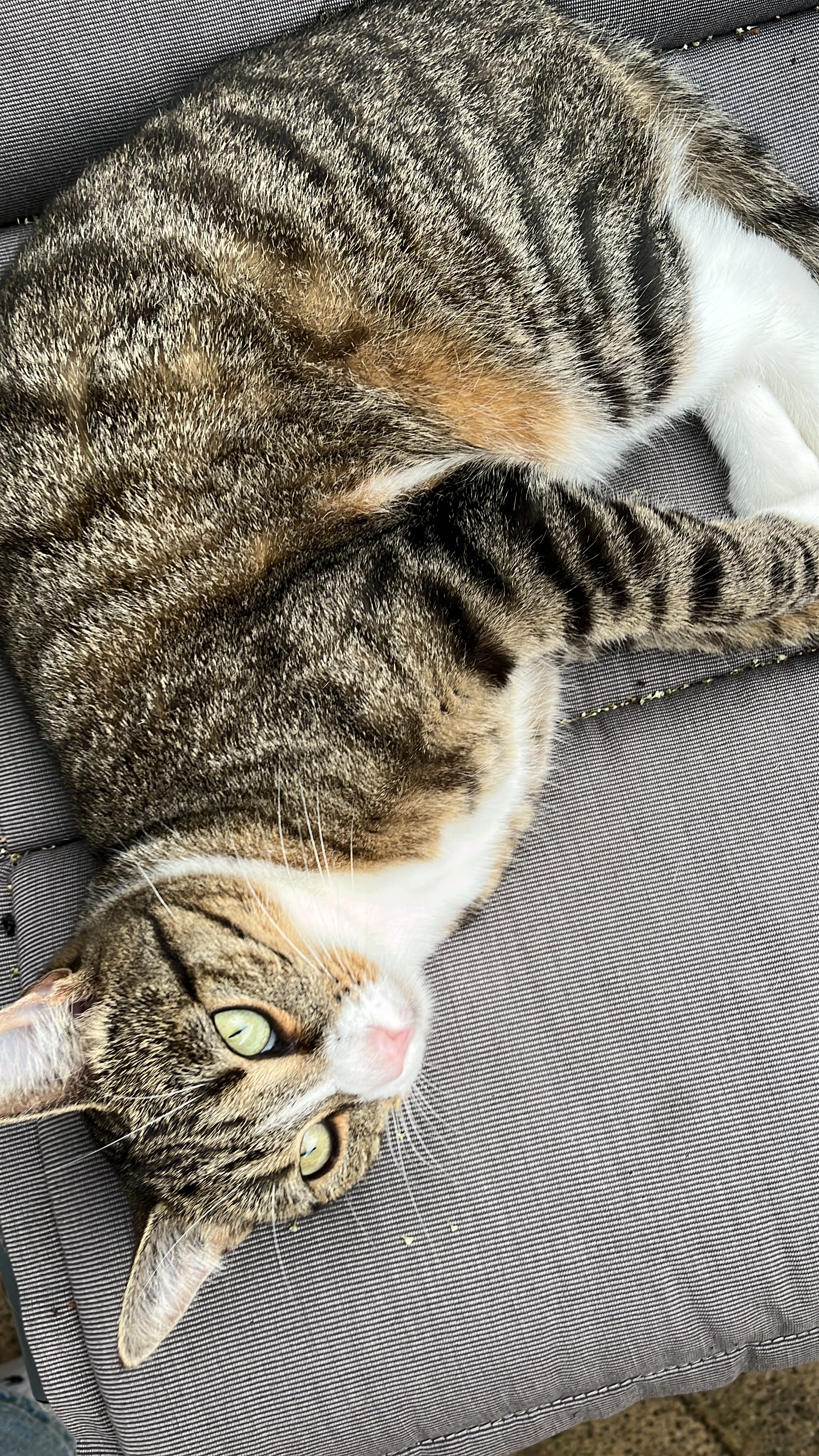 Kiwi - Lange Straße, Holldorf