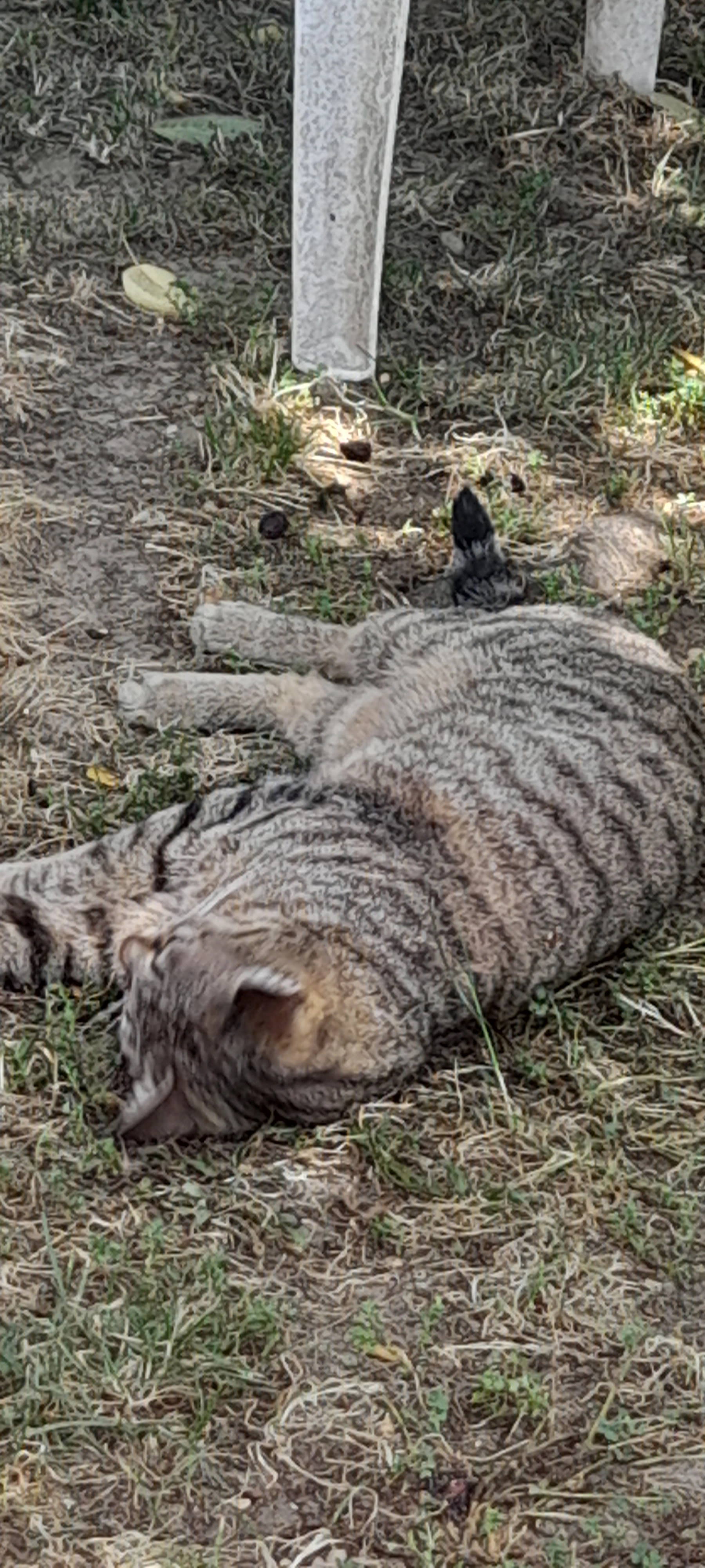 Tina - Rue Jacques Cartier, Romans-sur-Isère