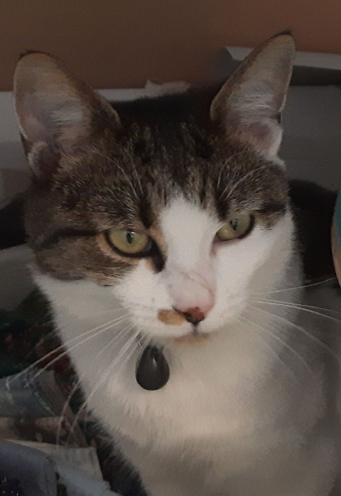 Rica  - Alfred-Plazet-Gasse, Neu Mitterndorf an der Fischa