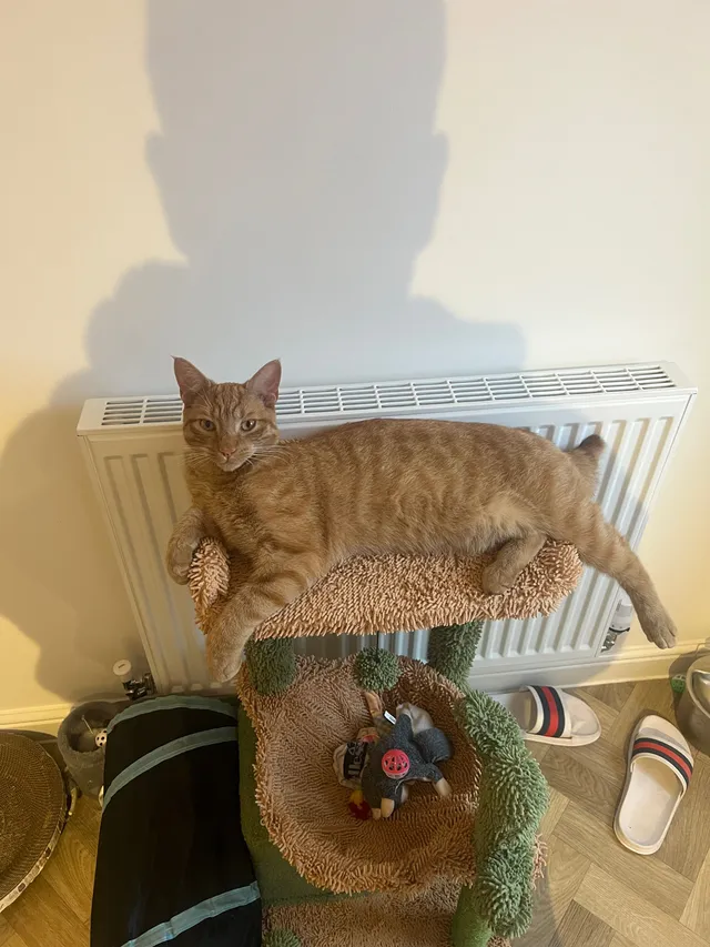 Frankie - Pear Tree Grove, Knottingley