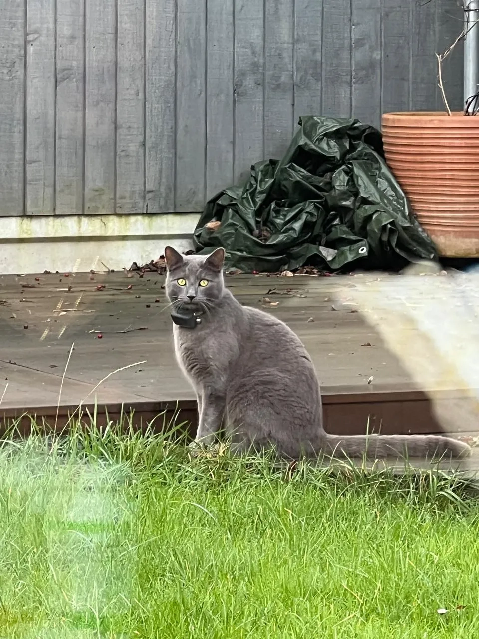 Blue - Langham Drive, Rayleigh