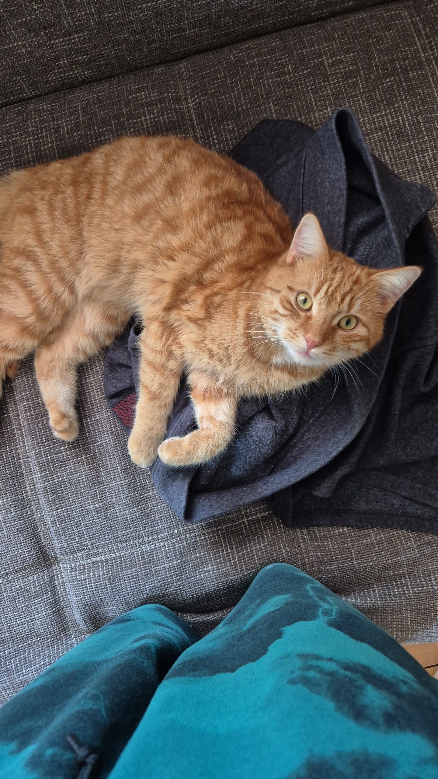 Milan - Friedrich-Schiller-Straße, Tharandt