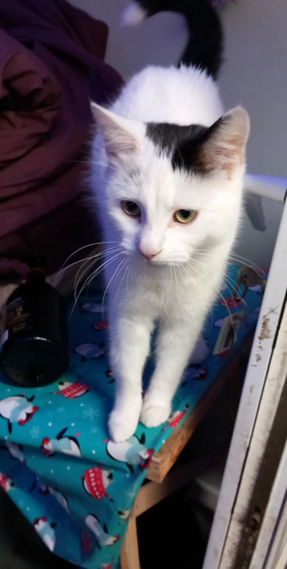 Rolo - Wigton Avenue, Leyland