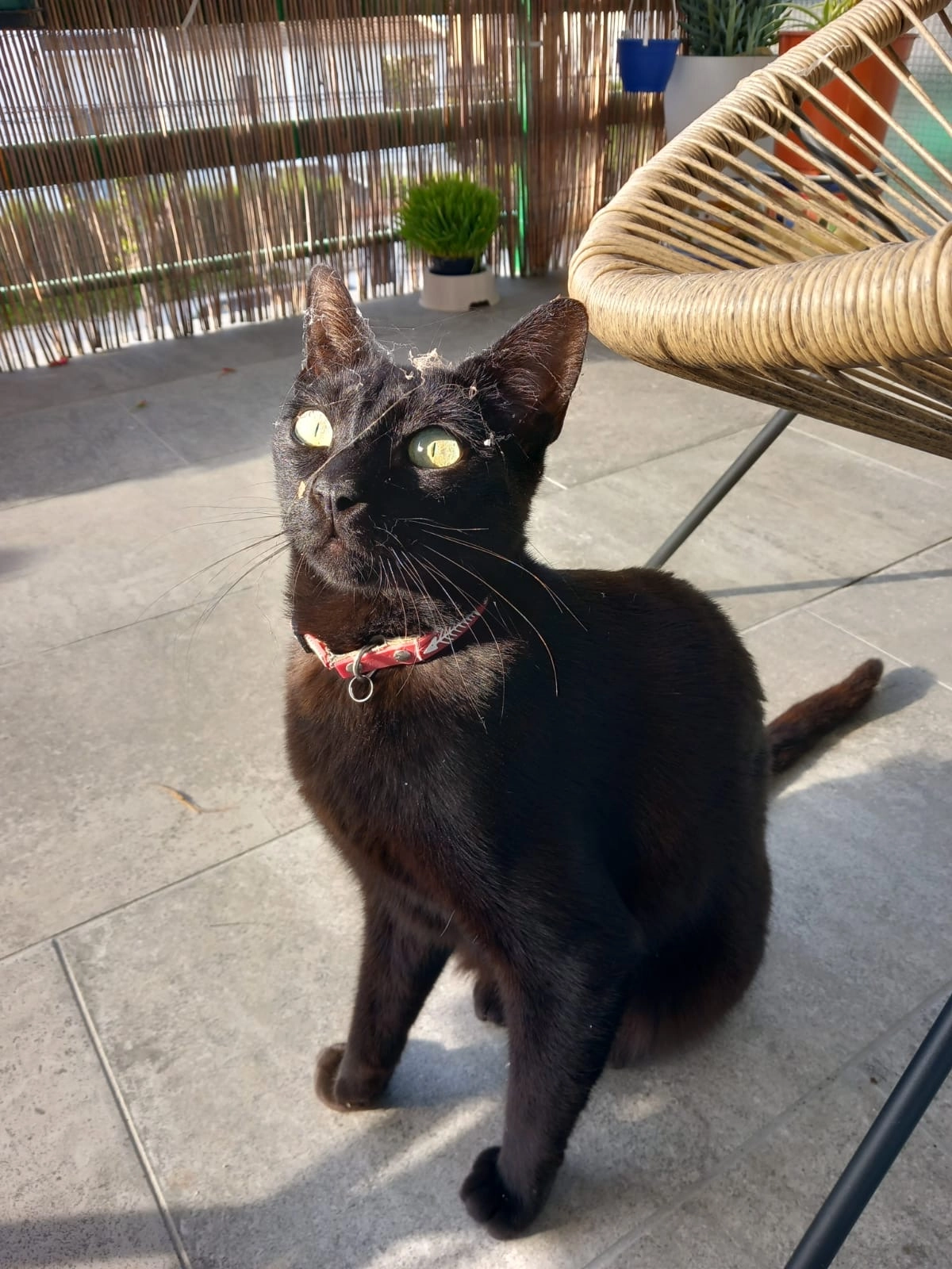 NELO - Avenida de Tarragona 95, Cunit