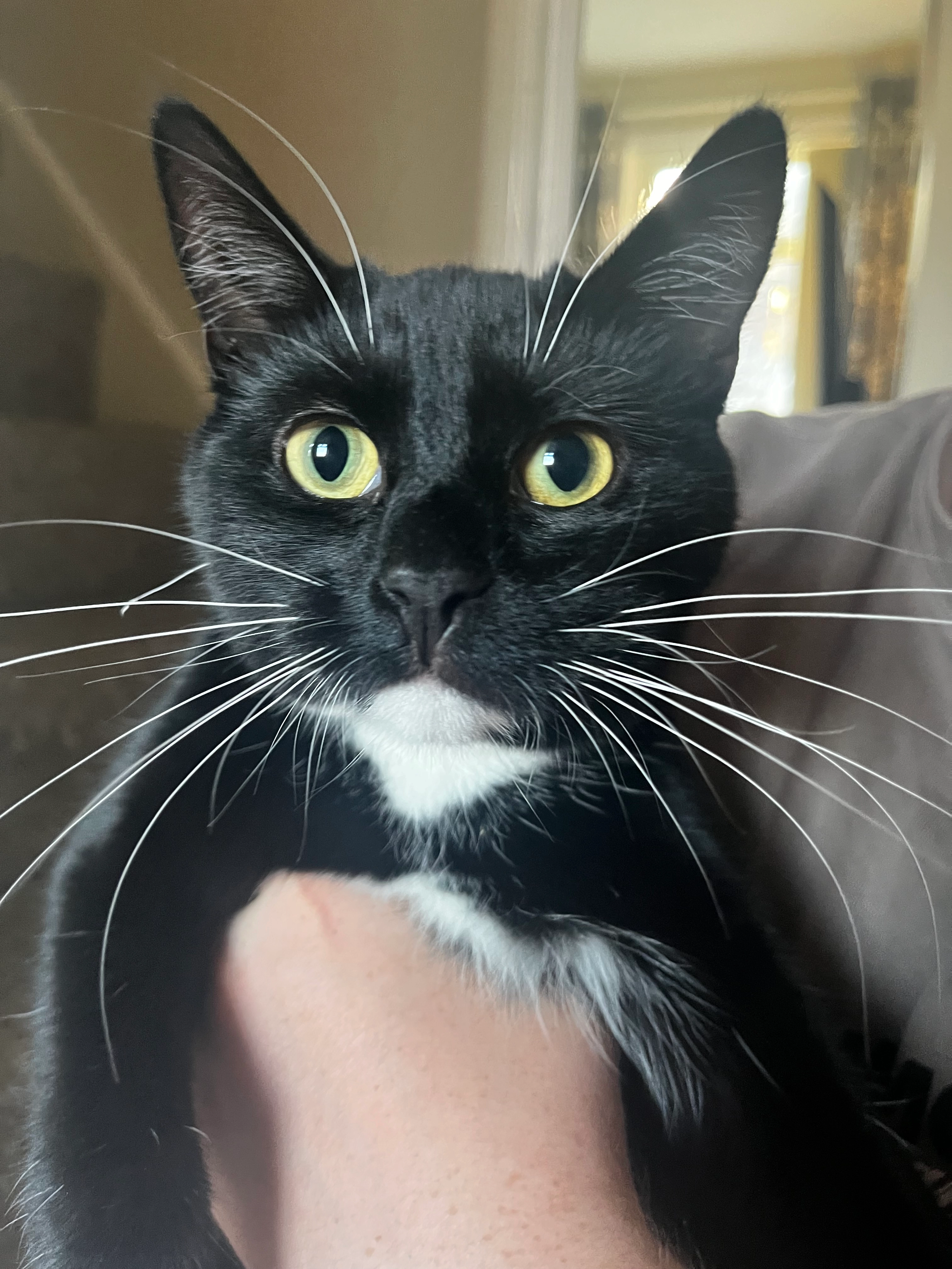 Tilly - Lomas Street, Stoke-on-Trent