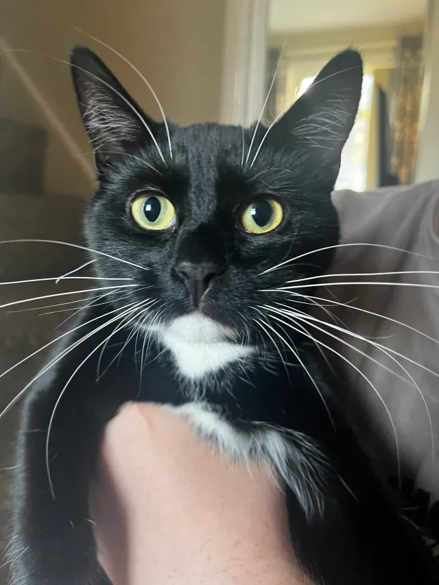 Tilly - Lomas Street, Stoke-on-Trent
