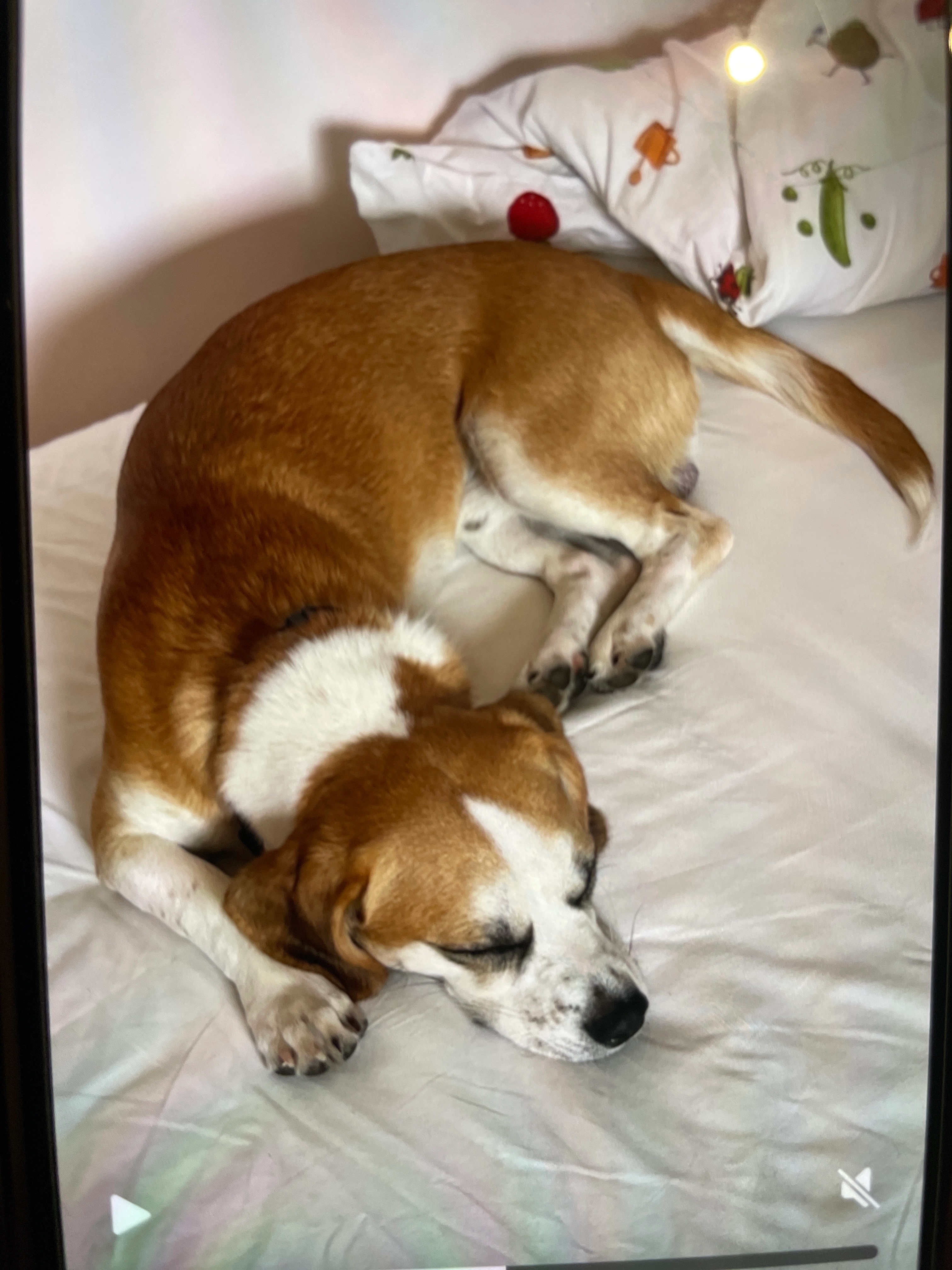 Zeus  - Route De Bourges, Osmoy