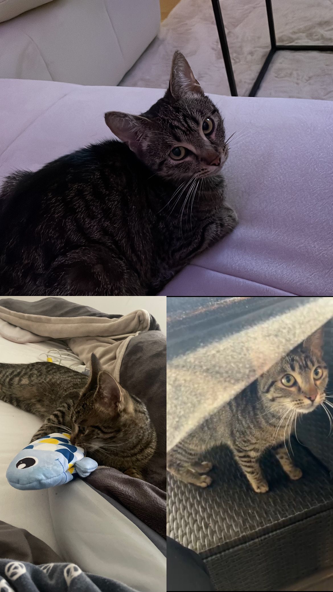 Mausi - Edelzeller Straße, Fulda