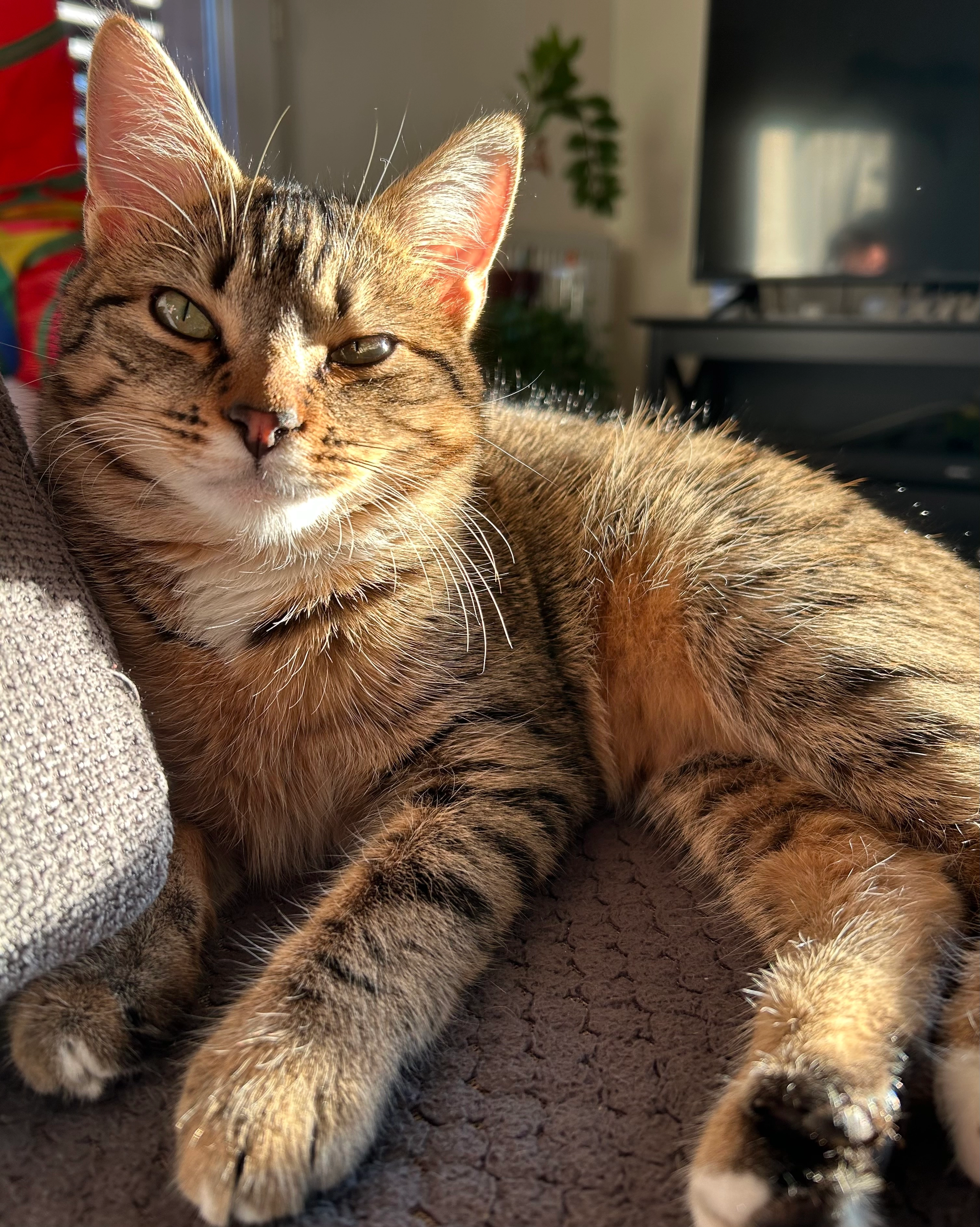 Raya - Rue De Graffard, La Chaussée-Saint-Victor