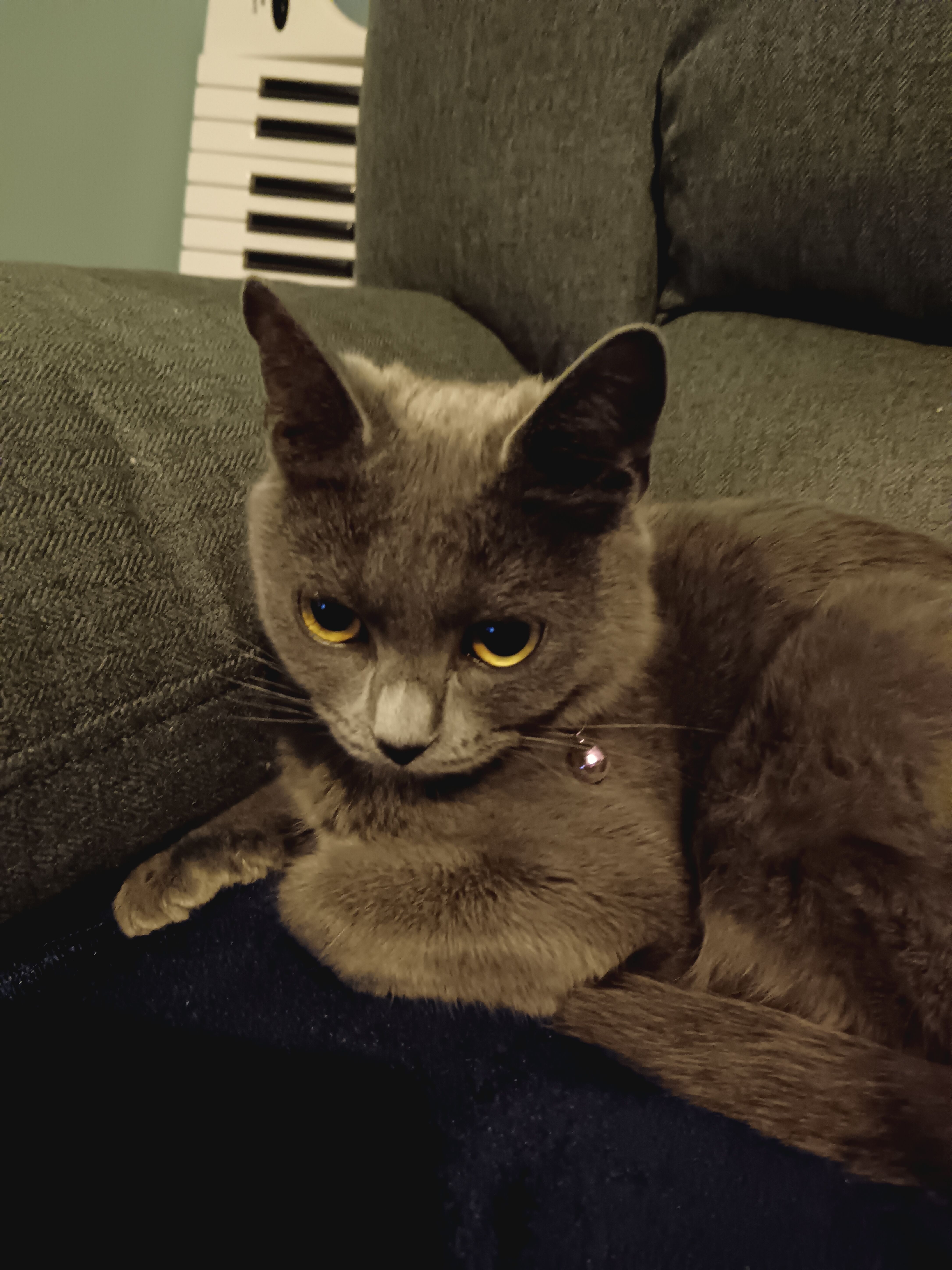 smokey  - Lapwing Grove, Bognor Regis