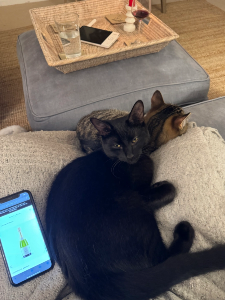 Pip - Welsh Way, Cirencester