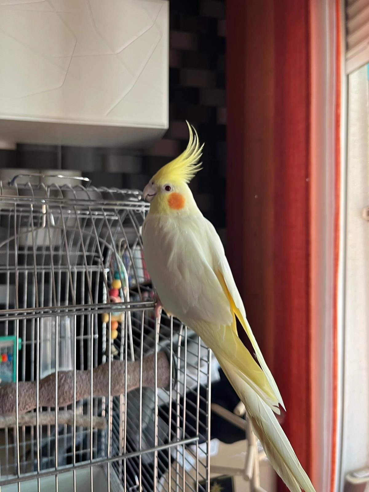 Rodri  - Calle de San Luis, Alcorcón