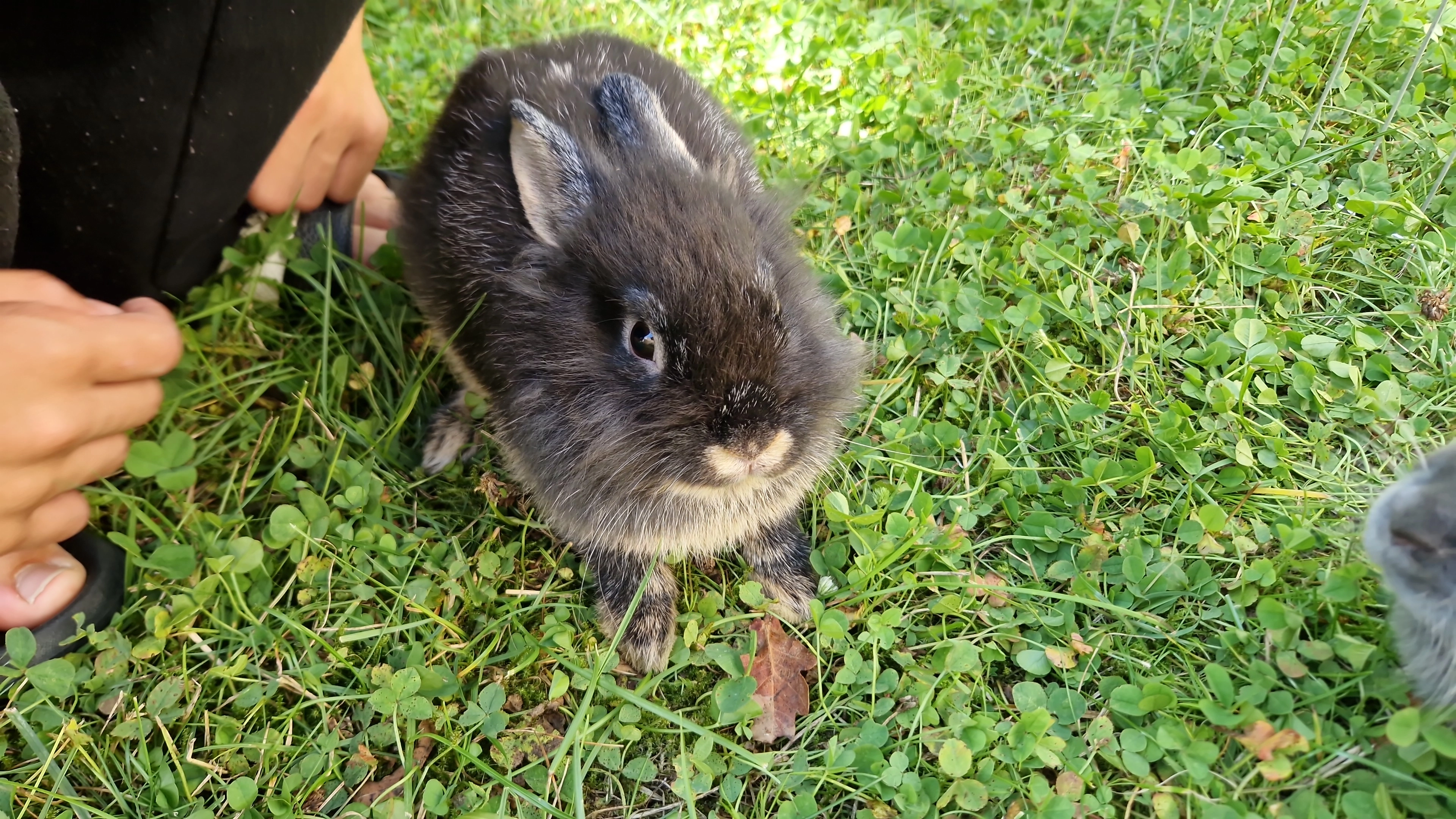 Schorch  - Auf dem Flachsacker, Köln