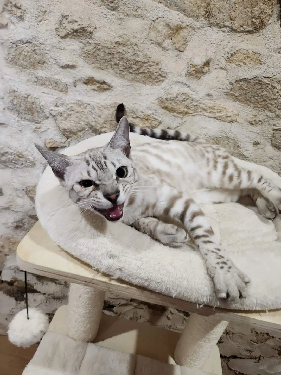 Umi - 19 Closerie des Lilas, Sarreguemines