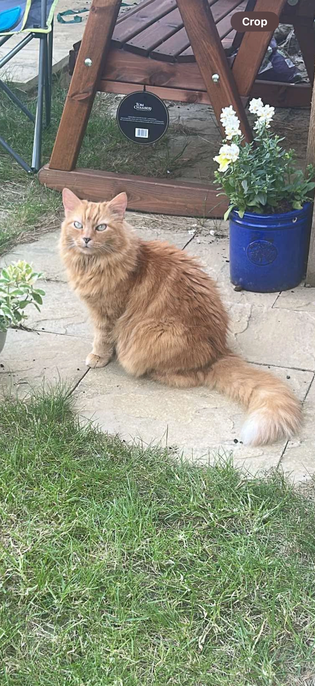 Marmalade - Burrow Hill View, Martock