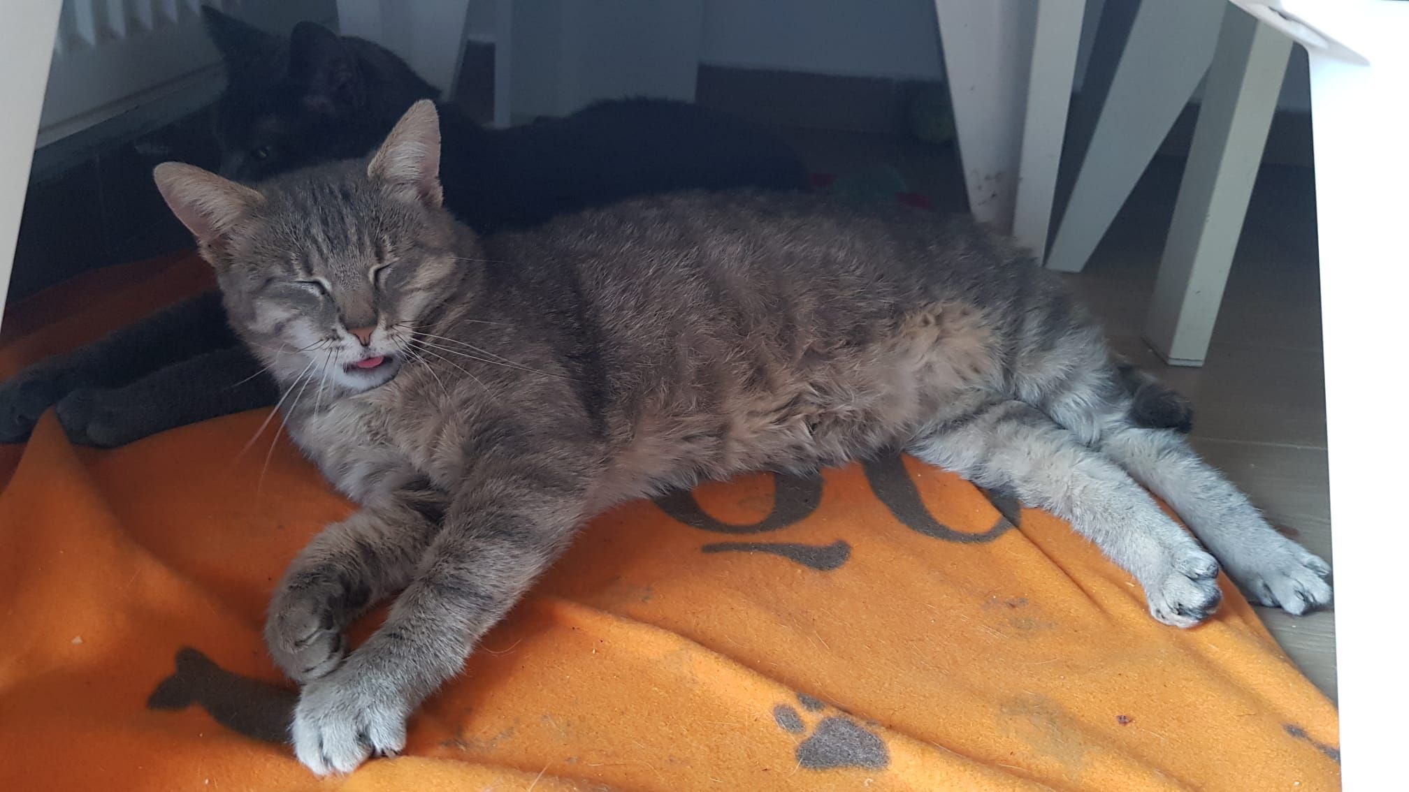 Mița - Strada Cireșar 17, Bragadiru