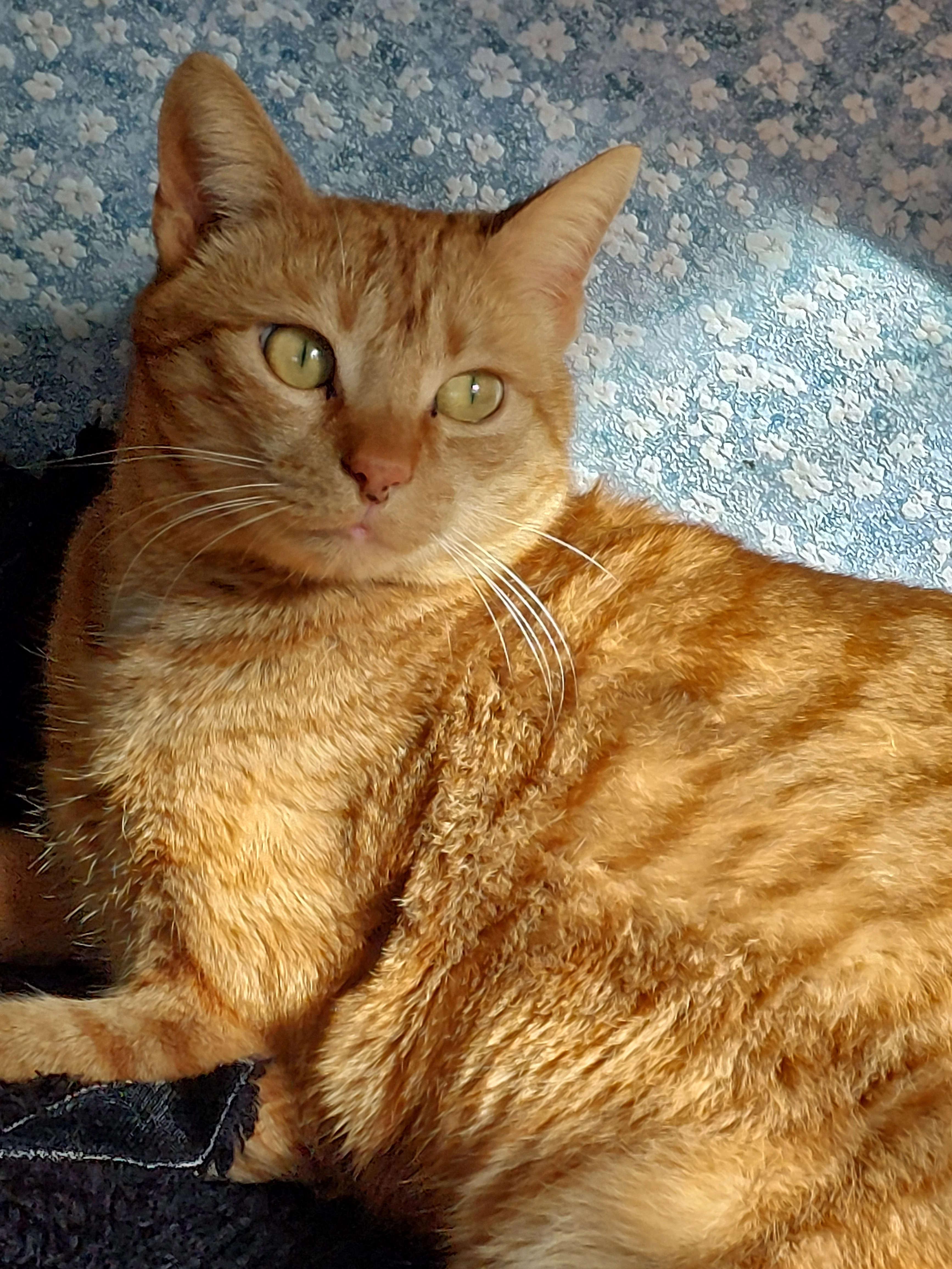 Tirou - Rue Des Cottages, Berstett