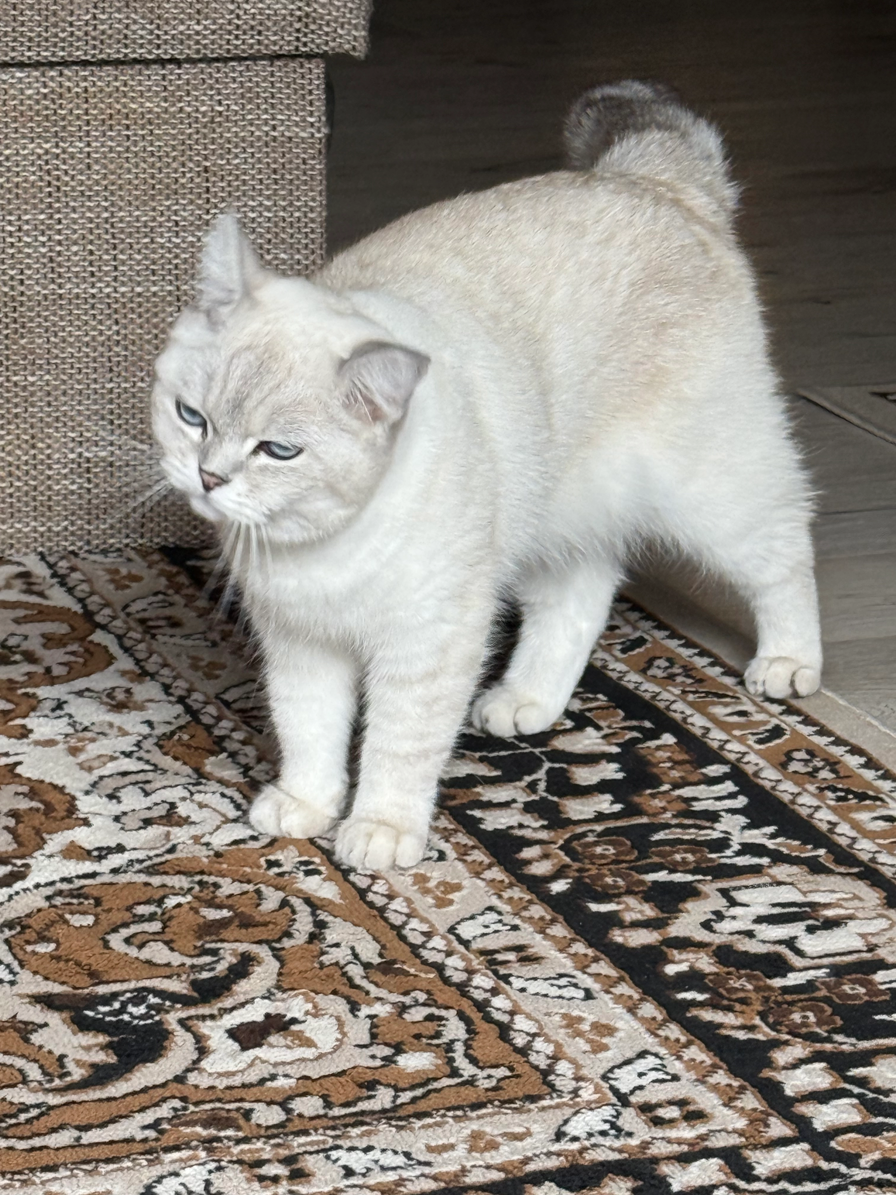 Luna - Haßlocher Straße, Mannheim