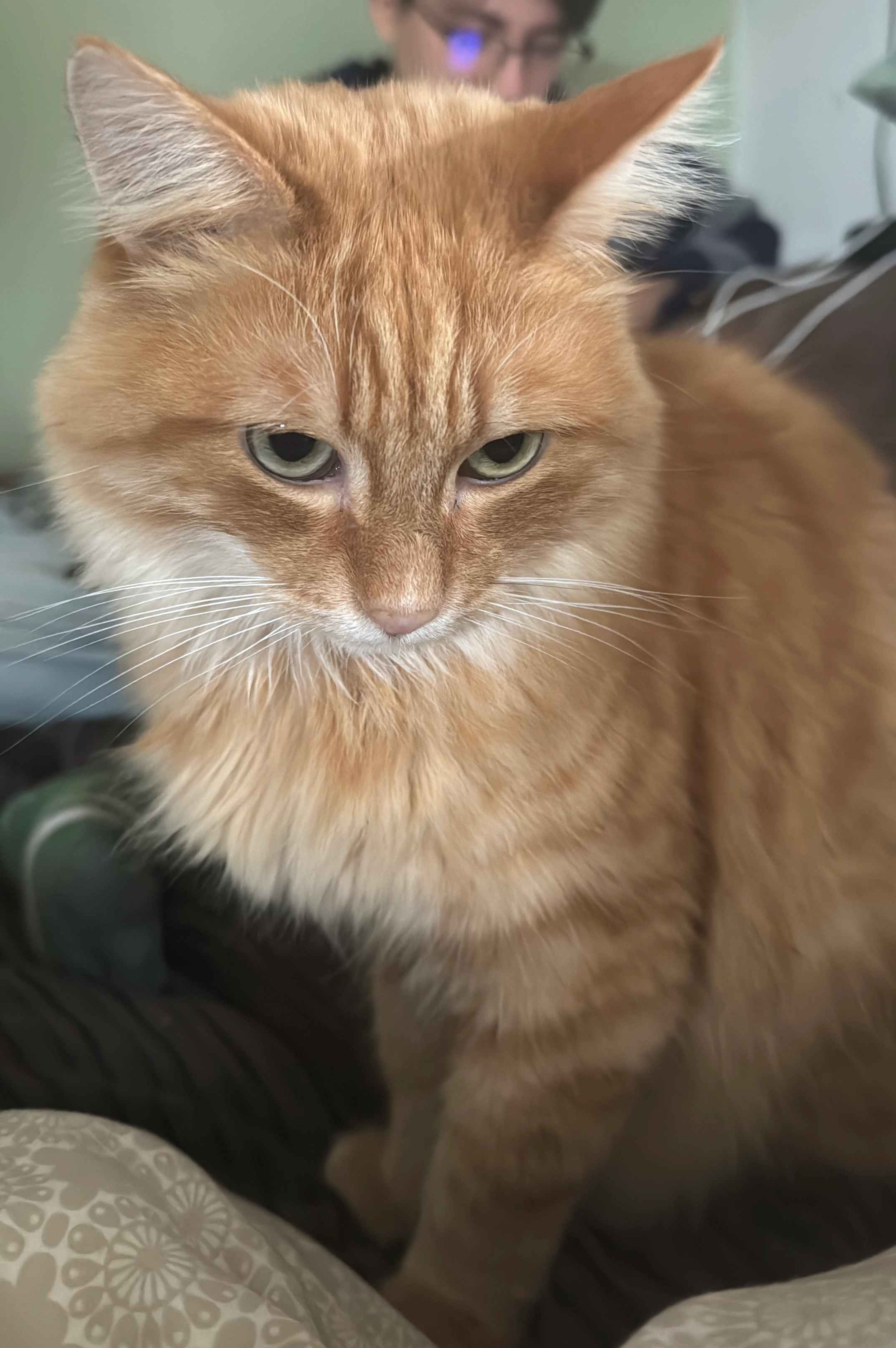 Neo - Troppauer Straße, Zeitlarn