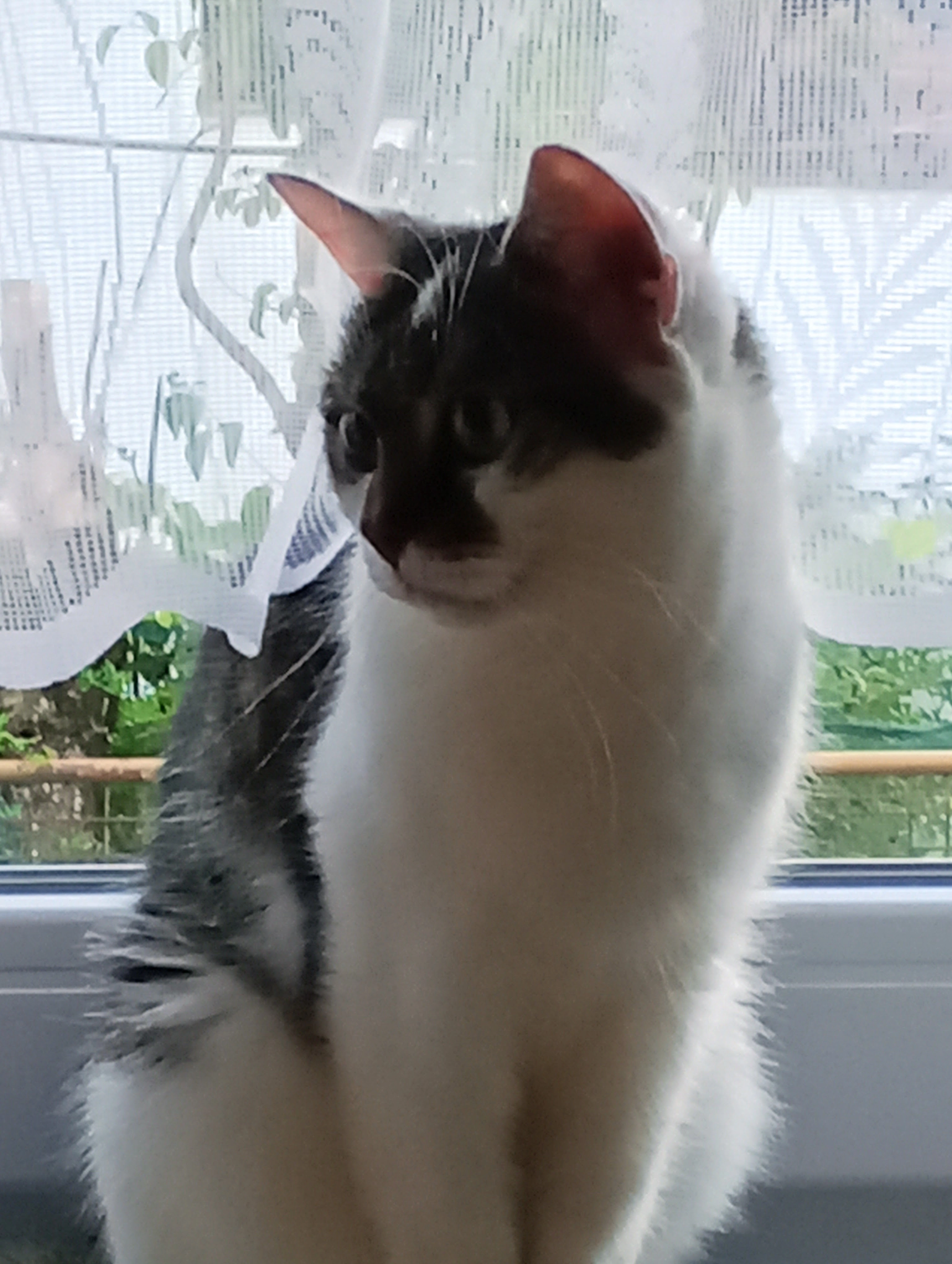 Kasper  - Fürther Straße, Mörlenbach