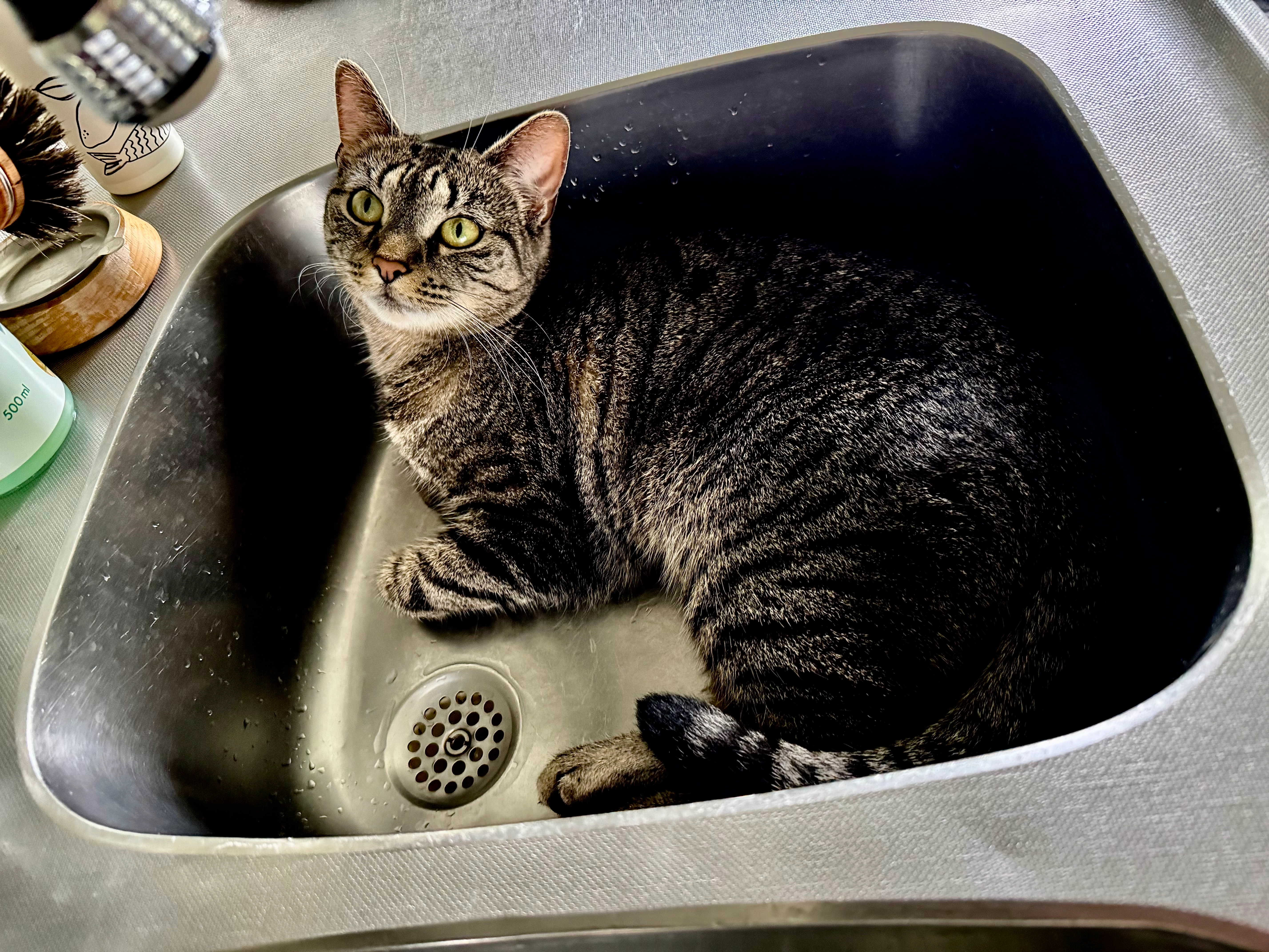 Thelma - Vinstavägen, Spånga