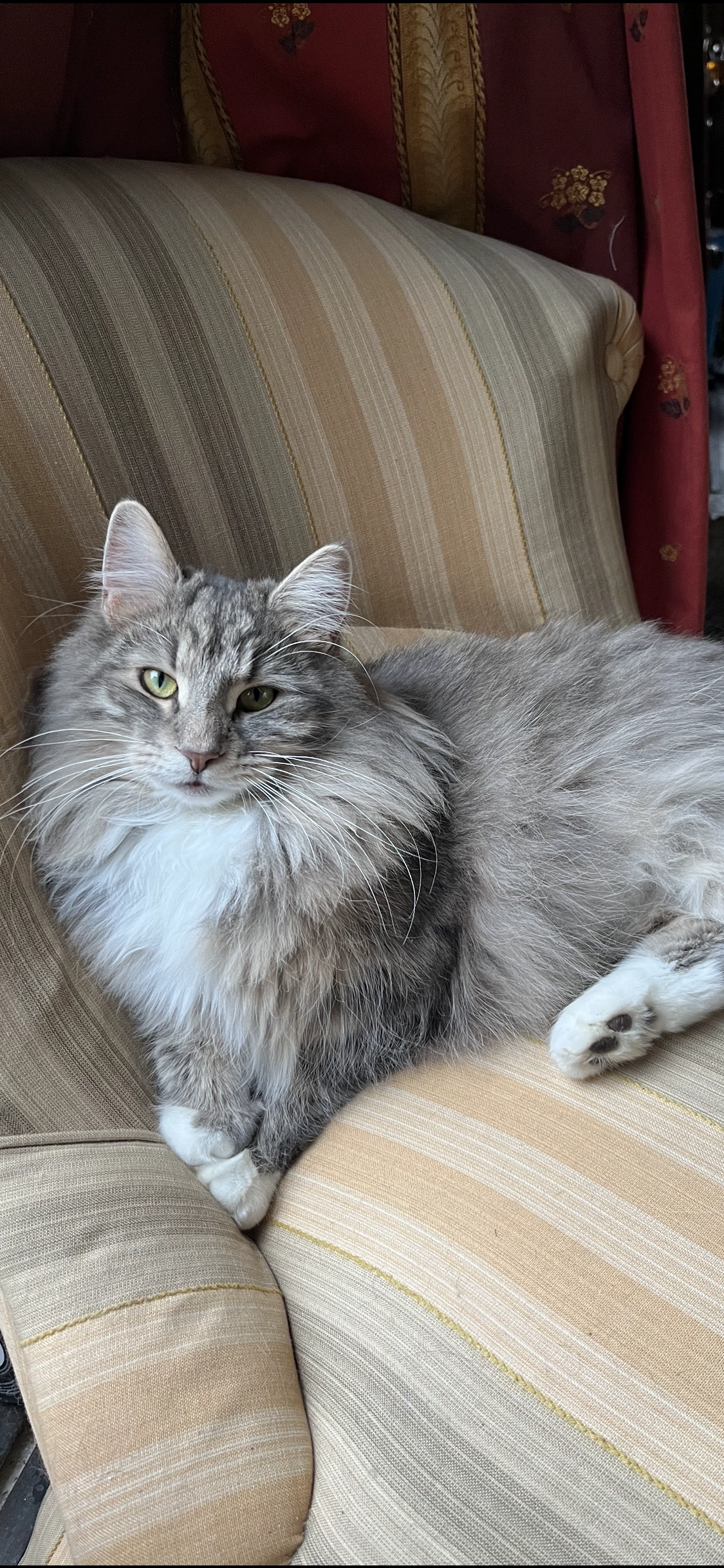 Winnie  - Avenue Gustave, Rhode-Saint-Genèse