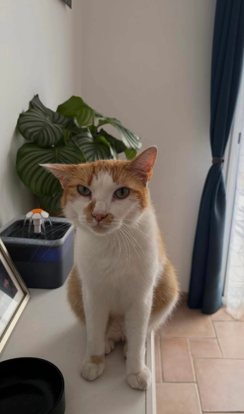 Shark  - Résidence Ty Guen, Saint-Urbain