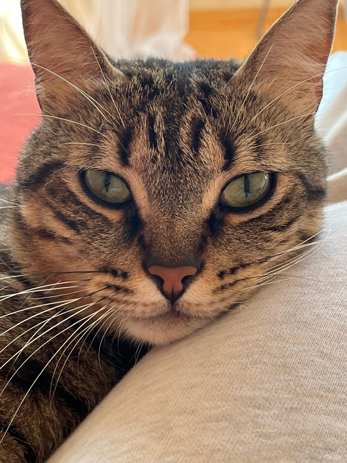 Ceviz - Kurtuluş Caddesi, Istanbul