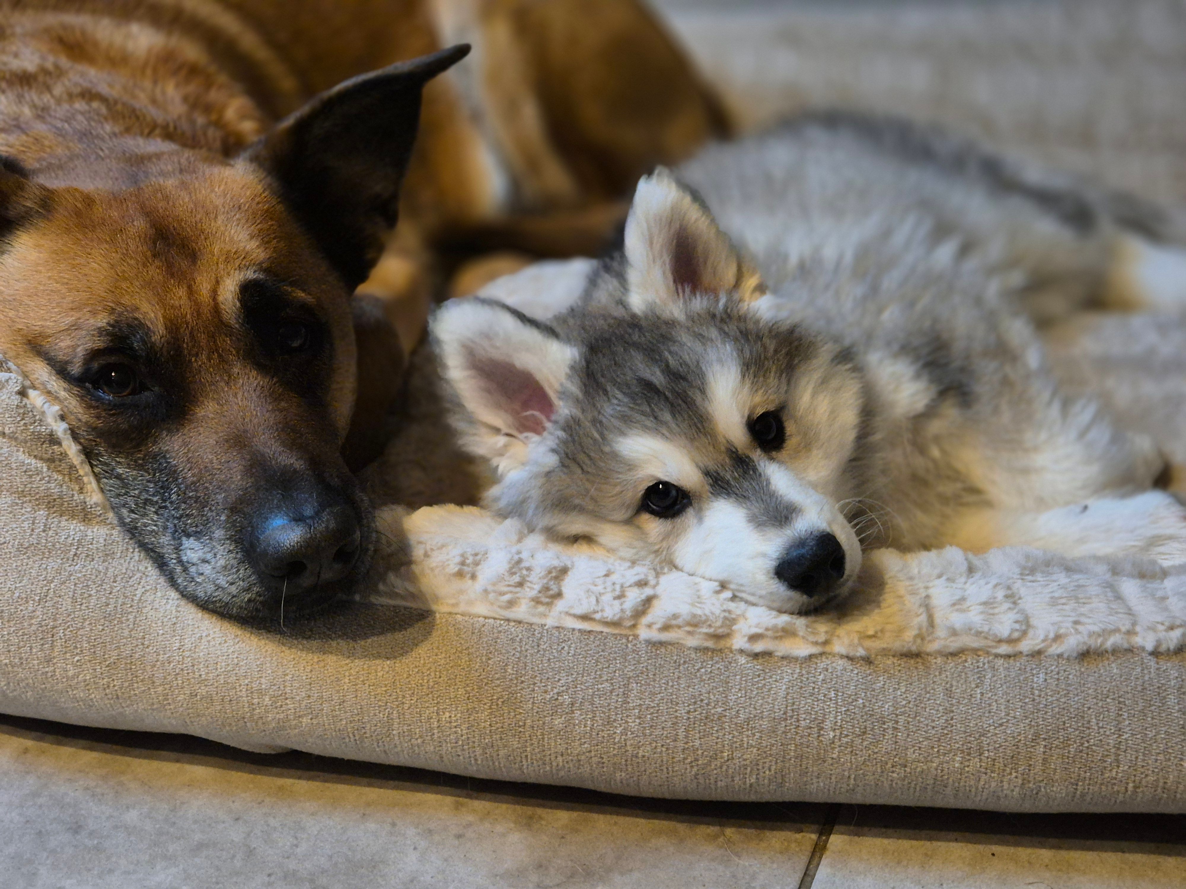 Sascha en otis - Elzendreef, Duiven