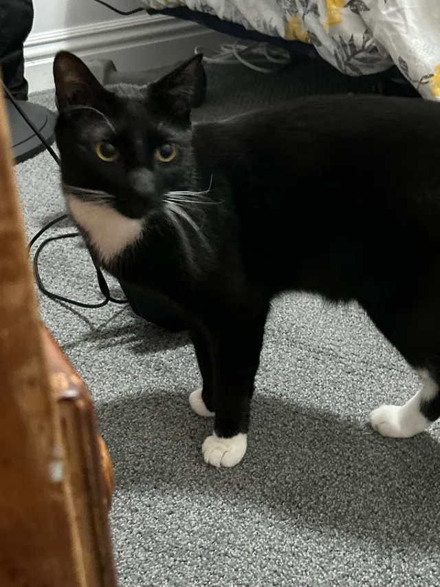Oreo - Madison Avenue, Ogden