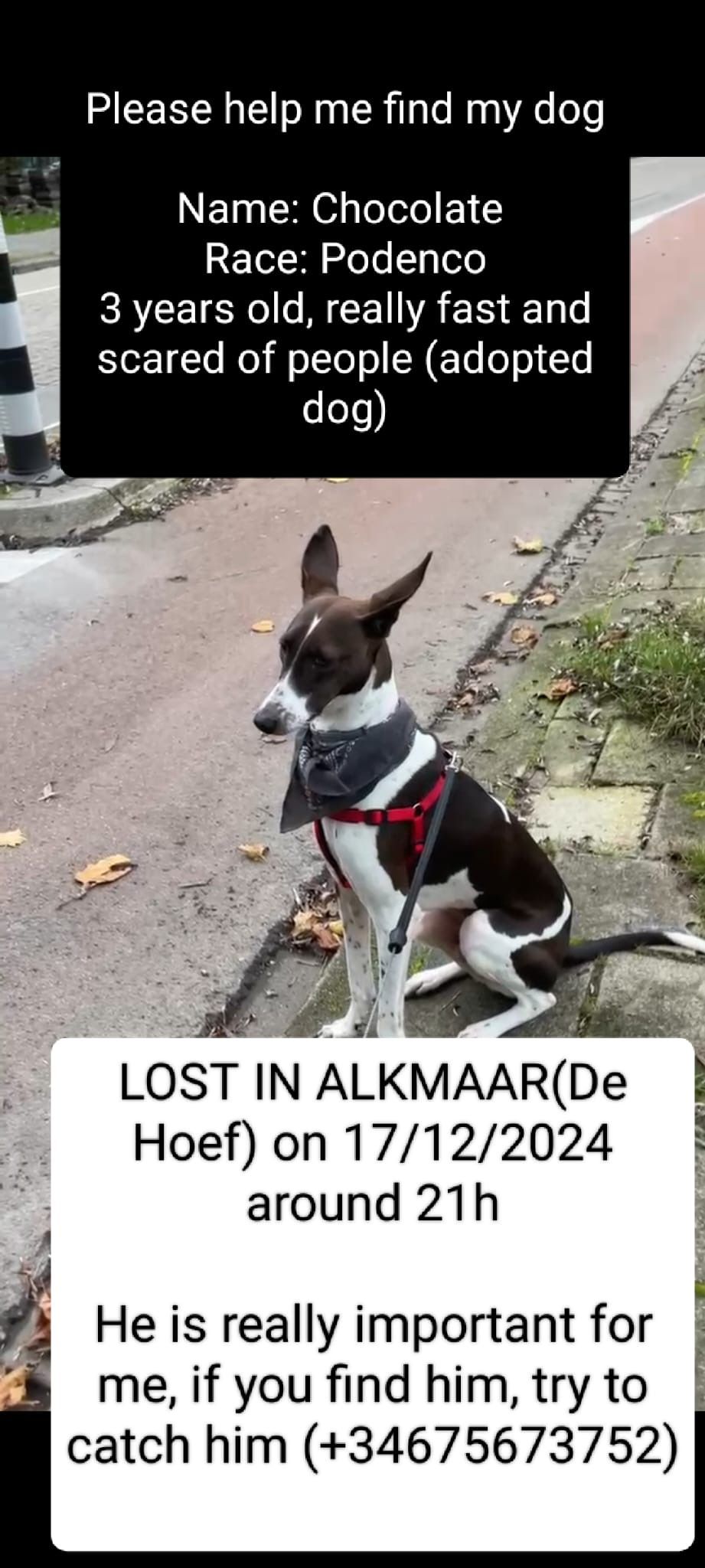 Choco - Bergermeer, Alkmaar