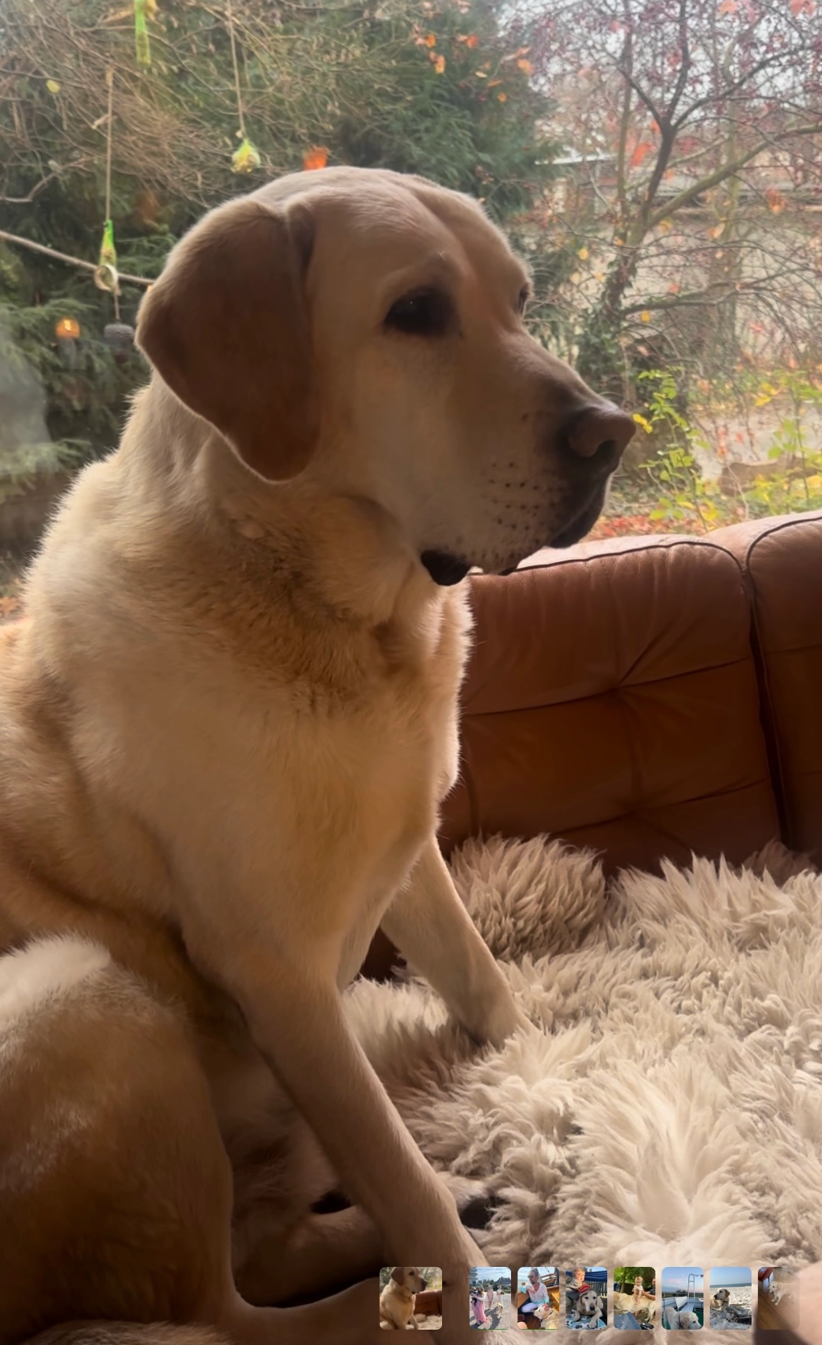 Mosby - Walnußweg 25, Leipzig