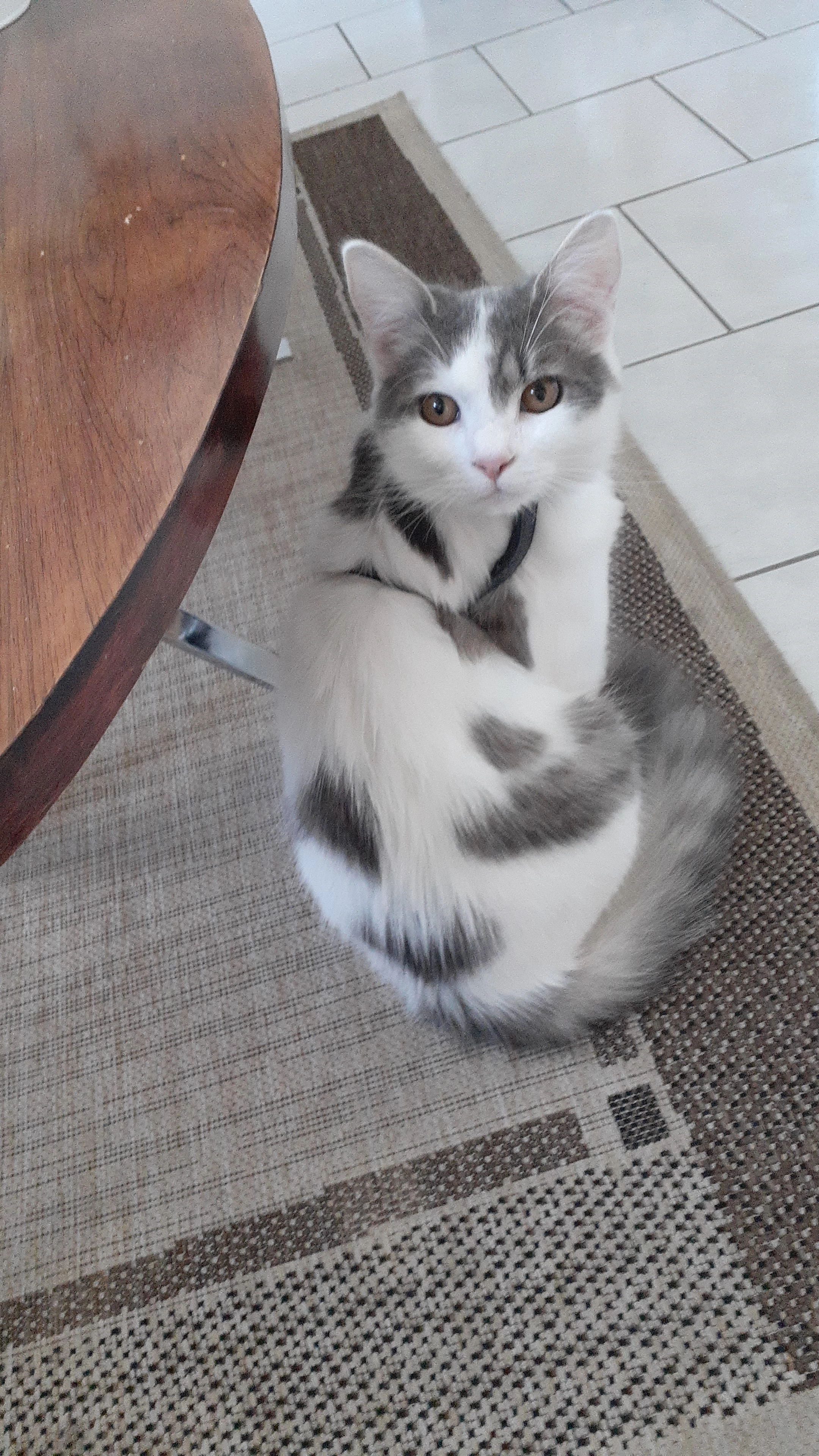 Spike  - Rue Try Haut 21, Tubize