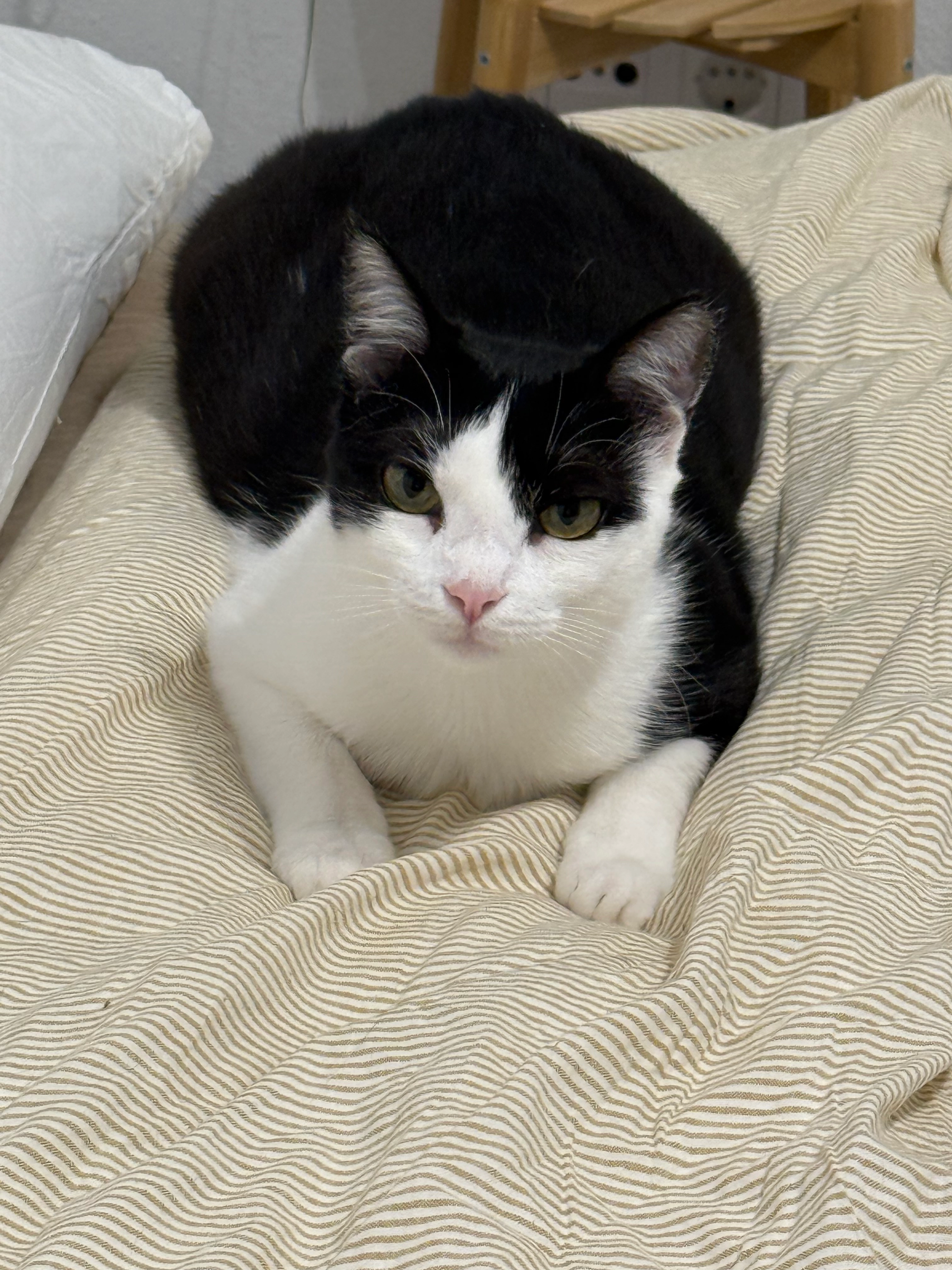 Tina - Carrer de Sant Jordi 55, Sant Hilari Sacalm