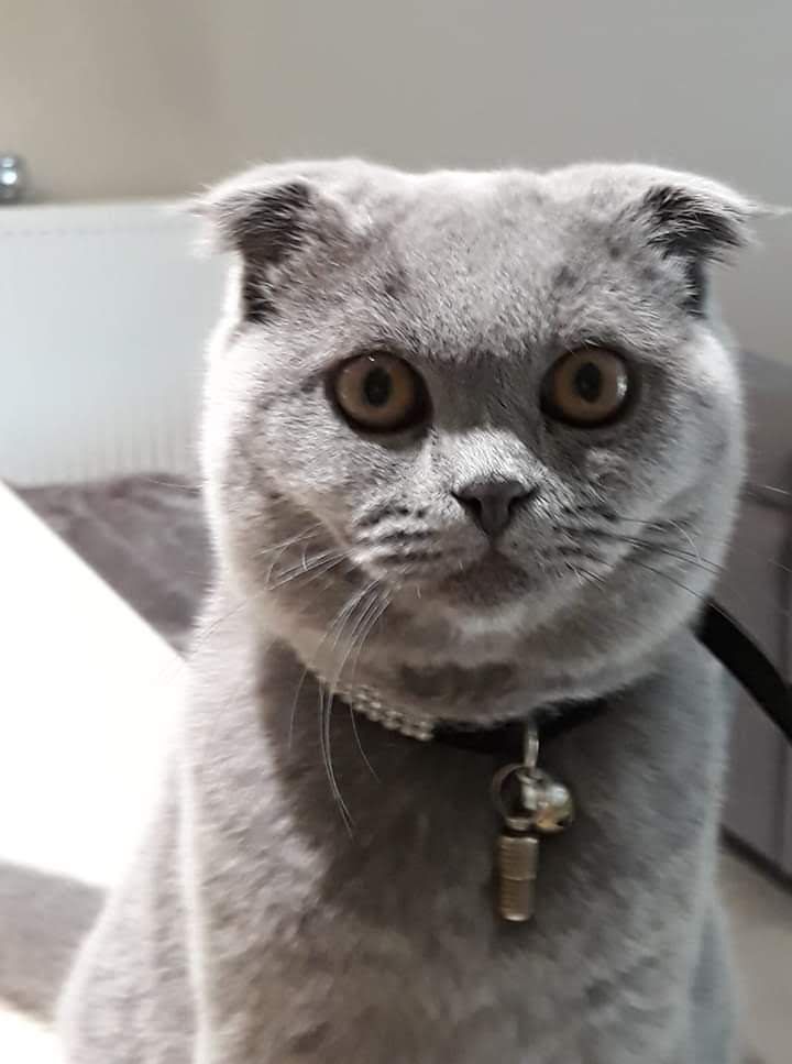 Noah - Calle Falúa, San Pedro del Pinatar