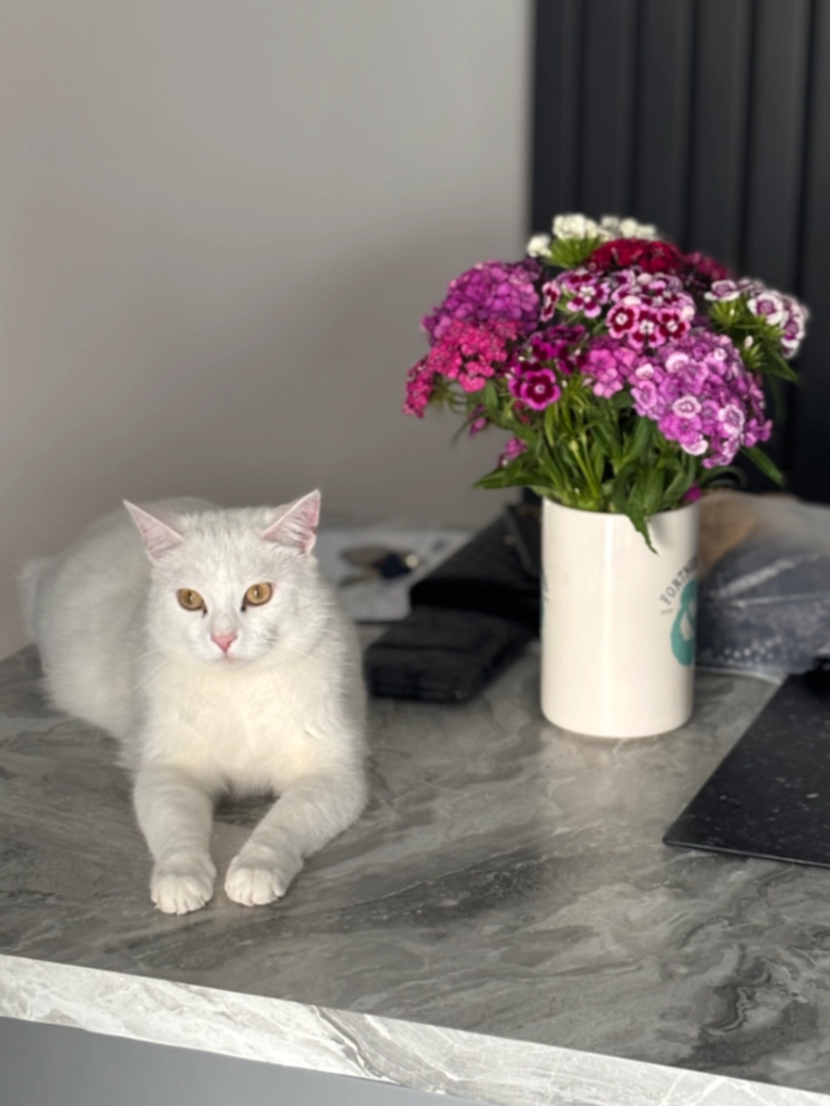 Oscar - Brackendale Drive, Bradford