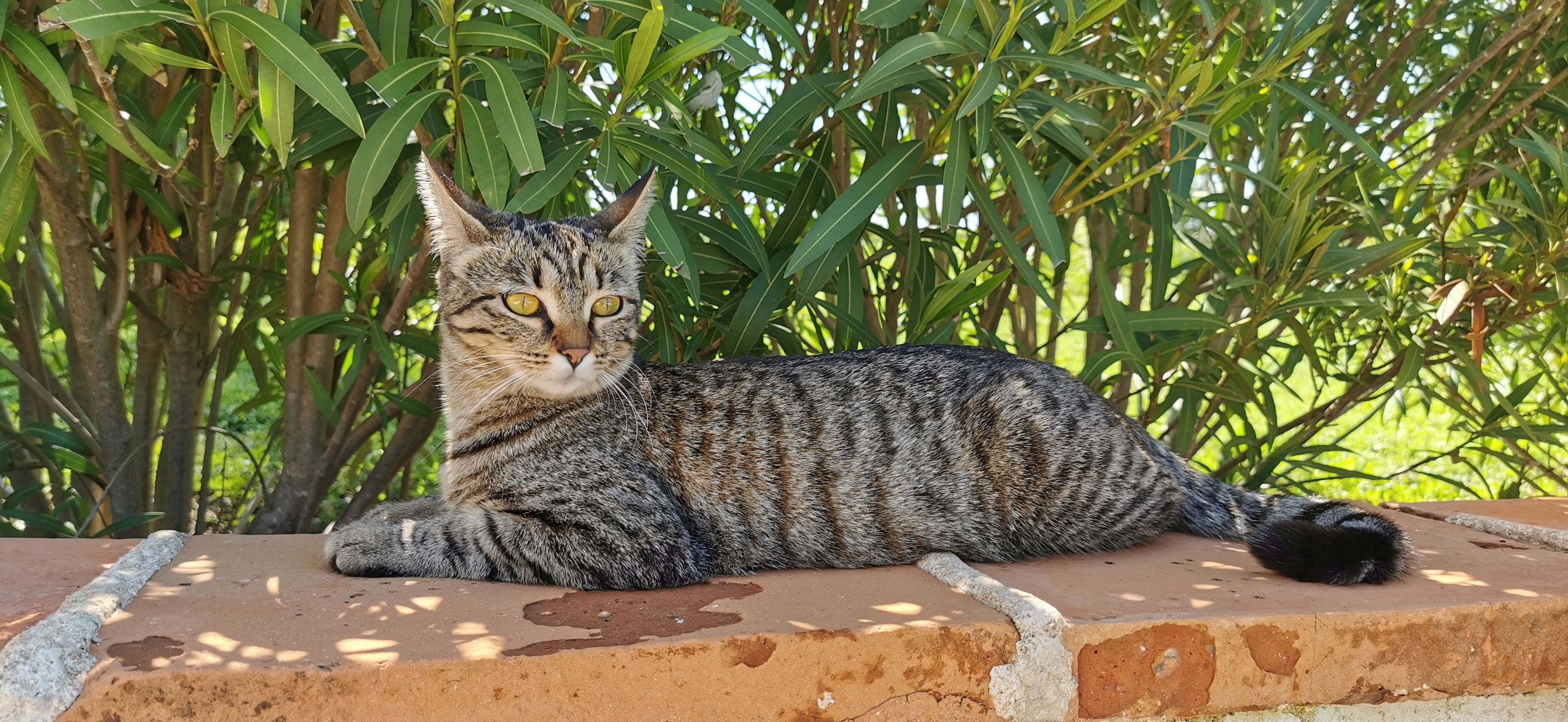 Ulka  - Chemin De La Rampe, Senouillac
