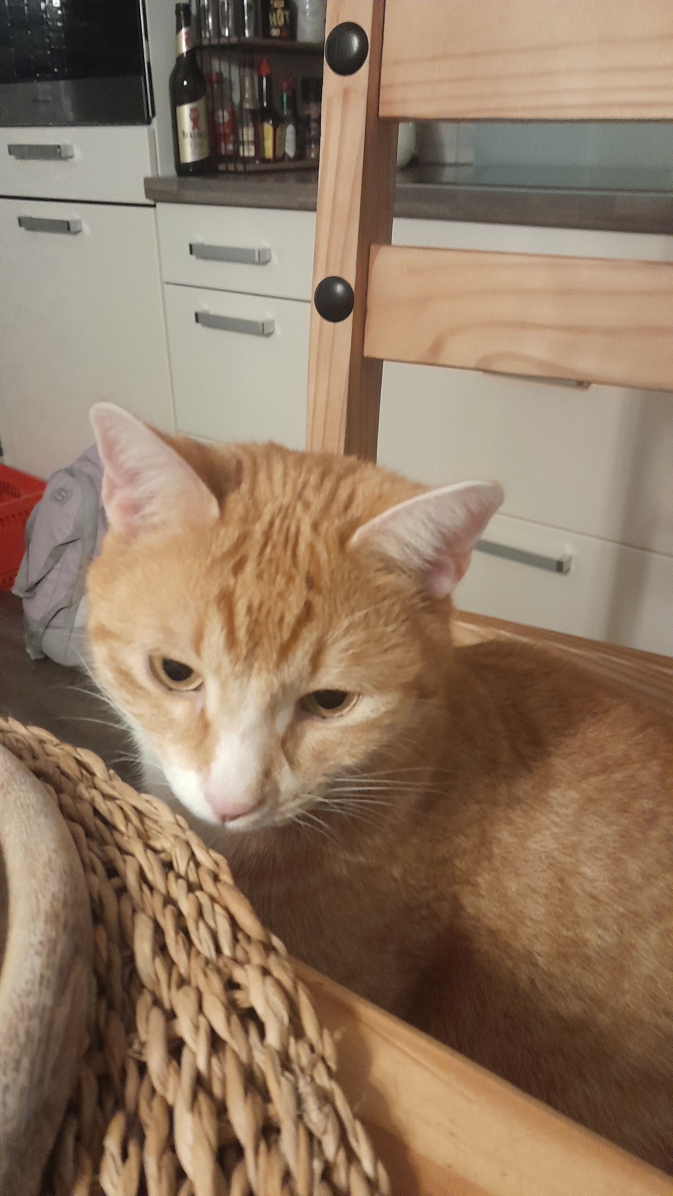 Friedo - Cottbuser Straße, Forst