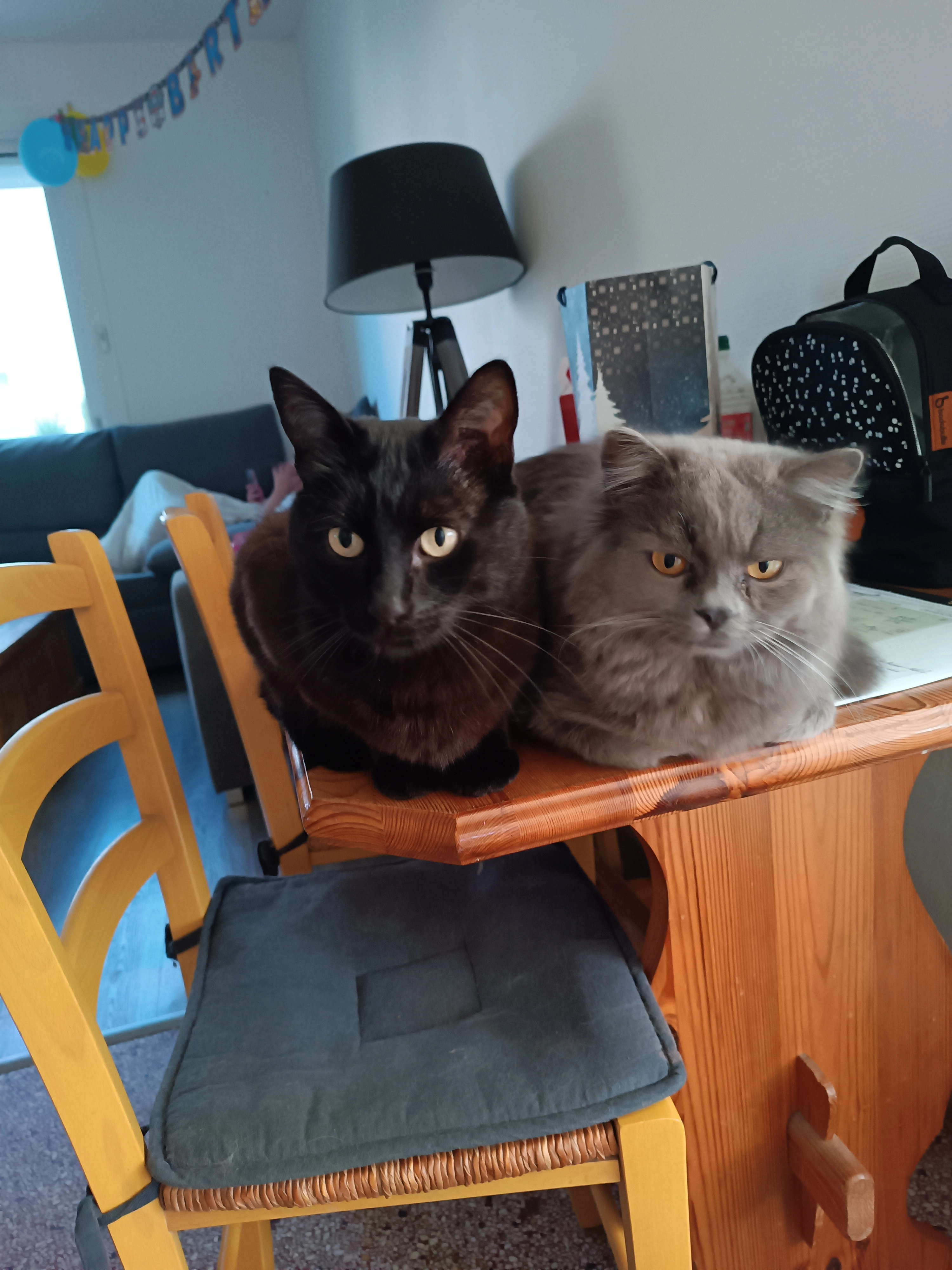 Toulouse - 60 Rue Émile Zola, Saintes