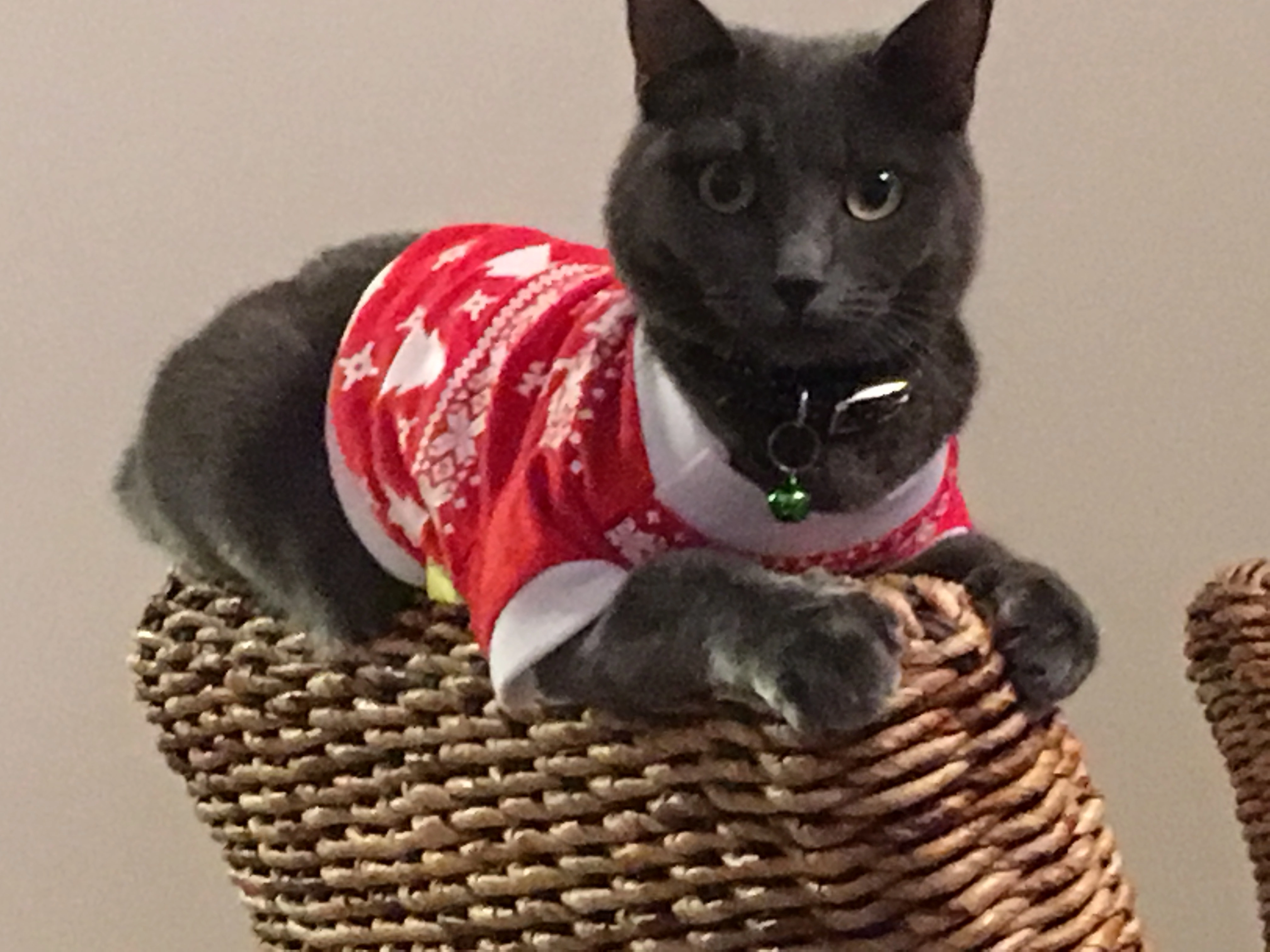 Zazou - Rue De La Liberté, Tomblaine