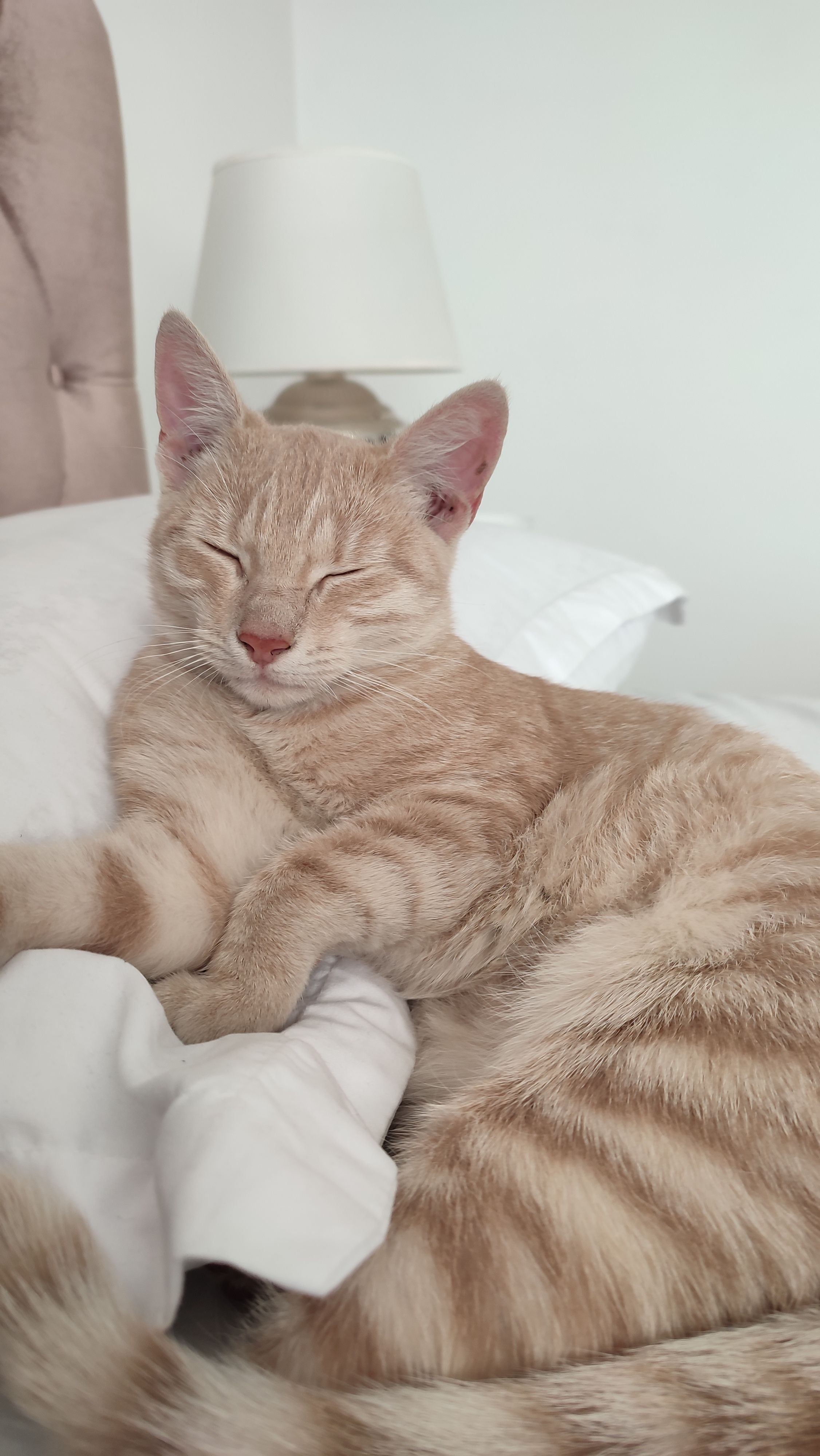 Candy - Intrarea Răscoalei, Pantelimon