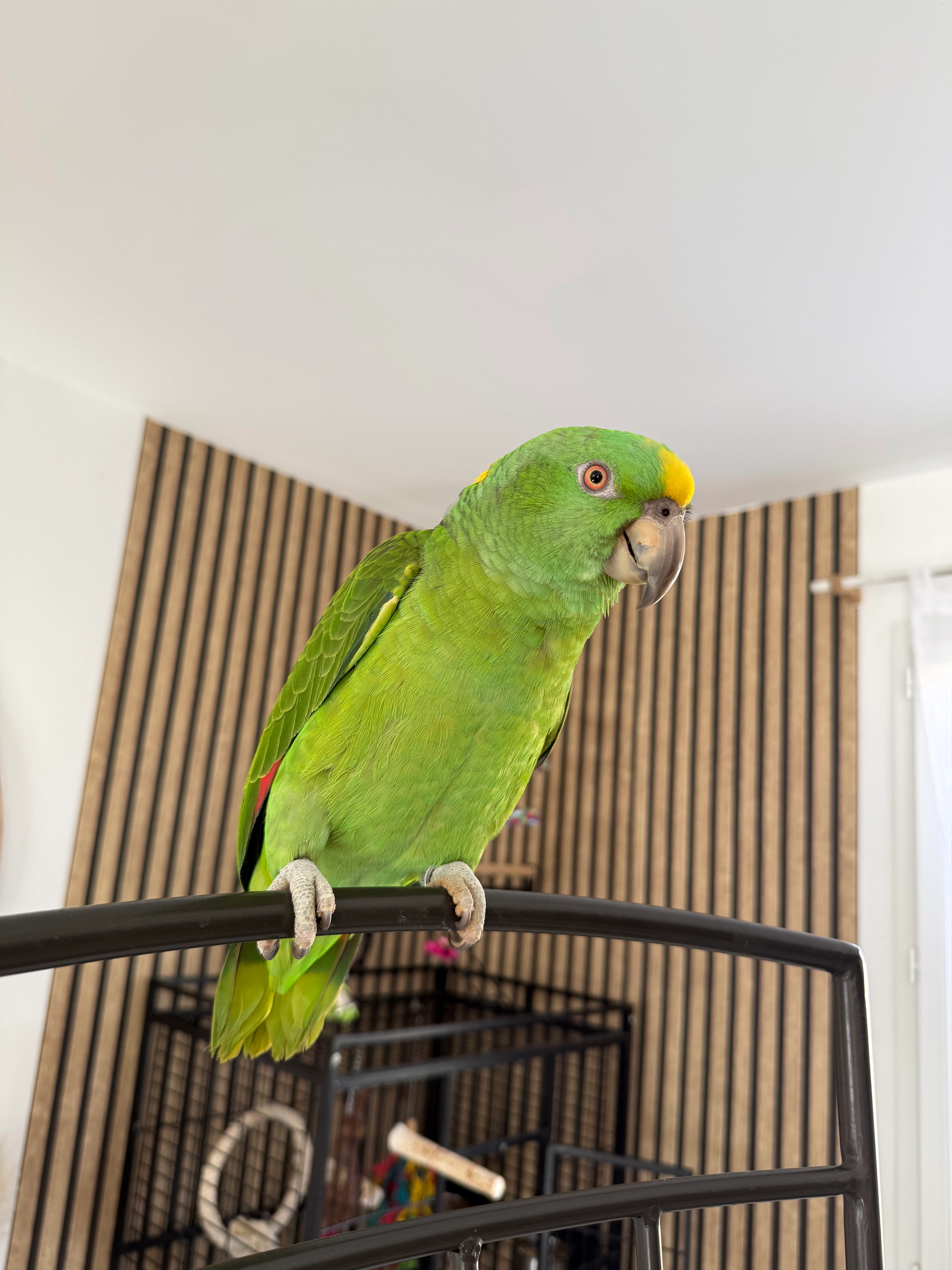 Caïpi - 82 Avenue du 15ème Corps d'Armée, Fréjus