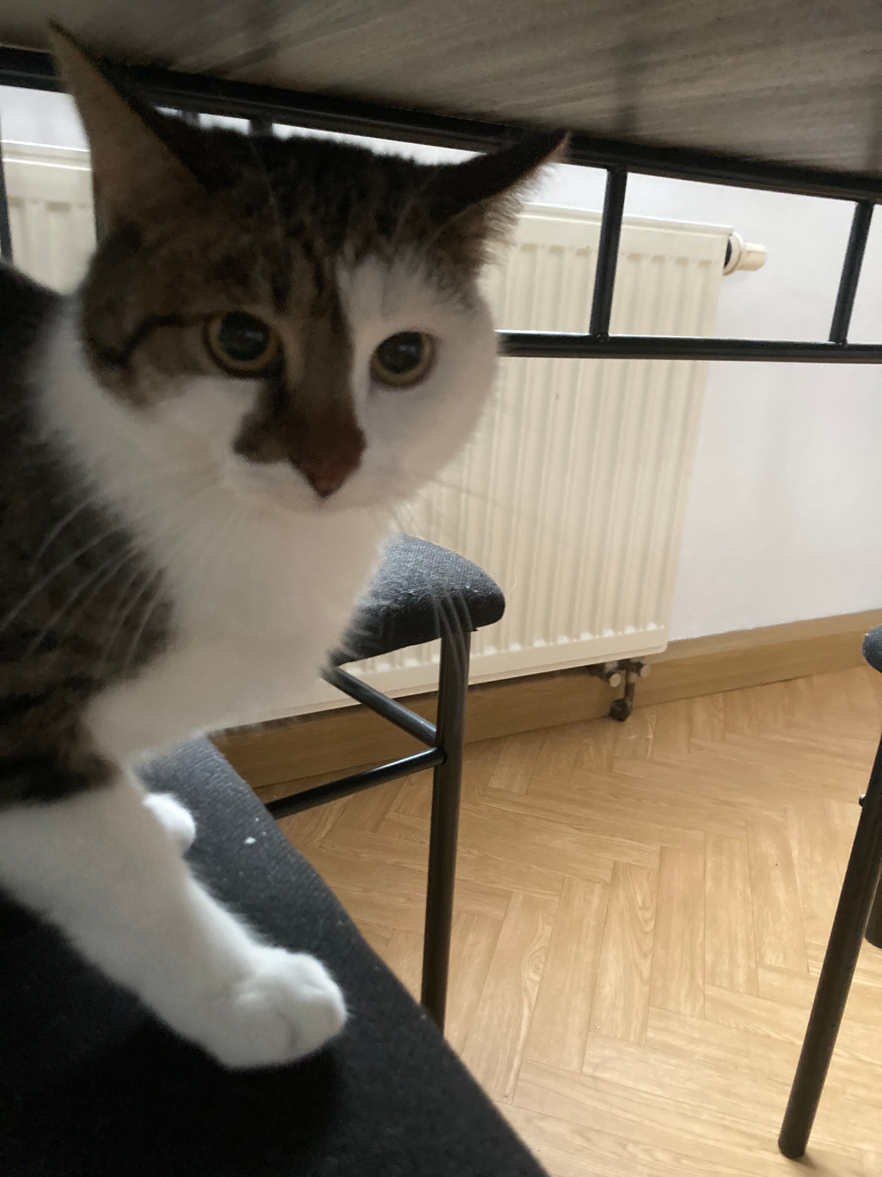 Nil - Hauptstraße, Crimmitschau