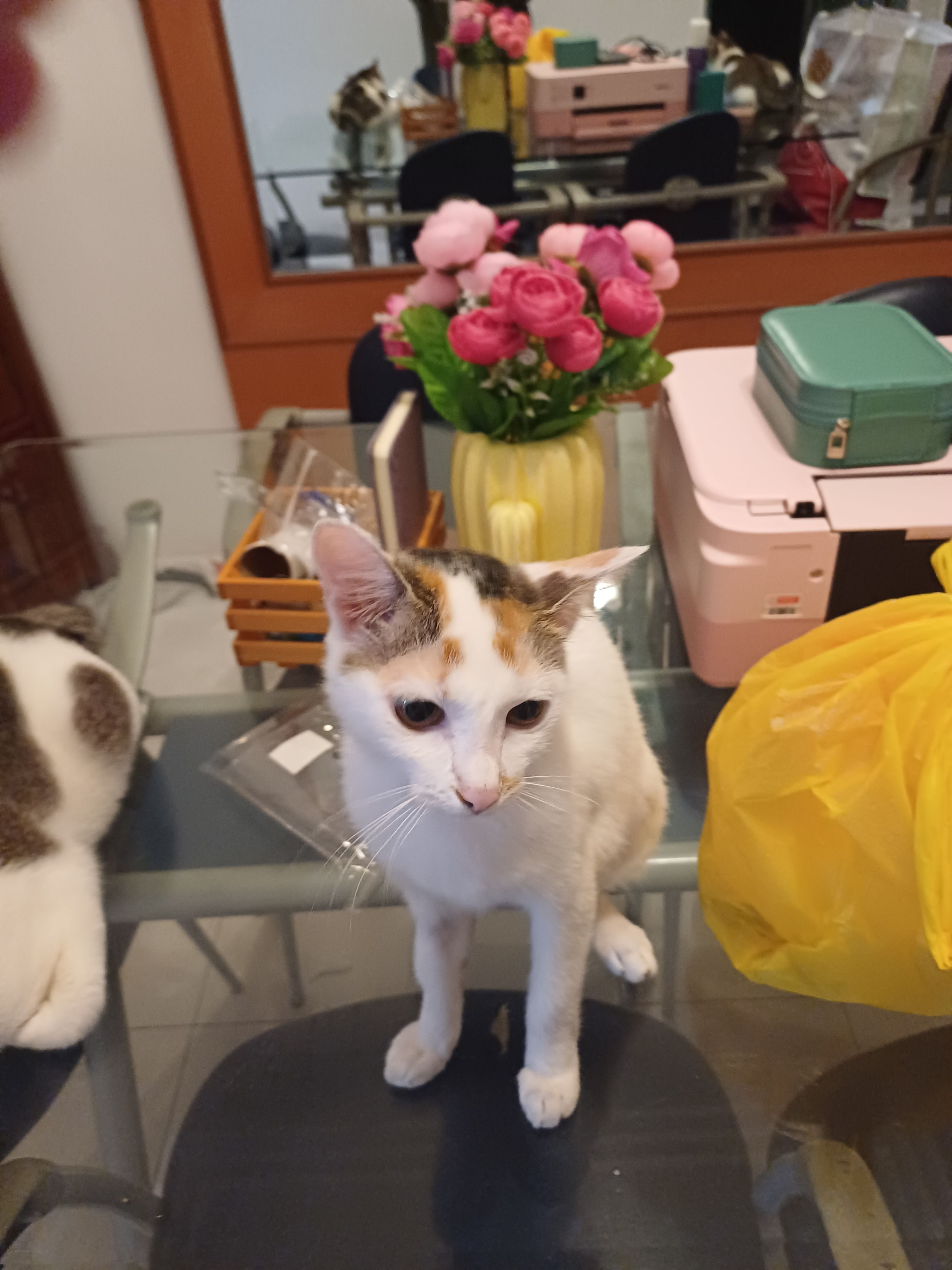 Putih - 81800, Ulu Tiram