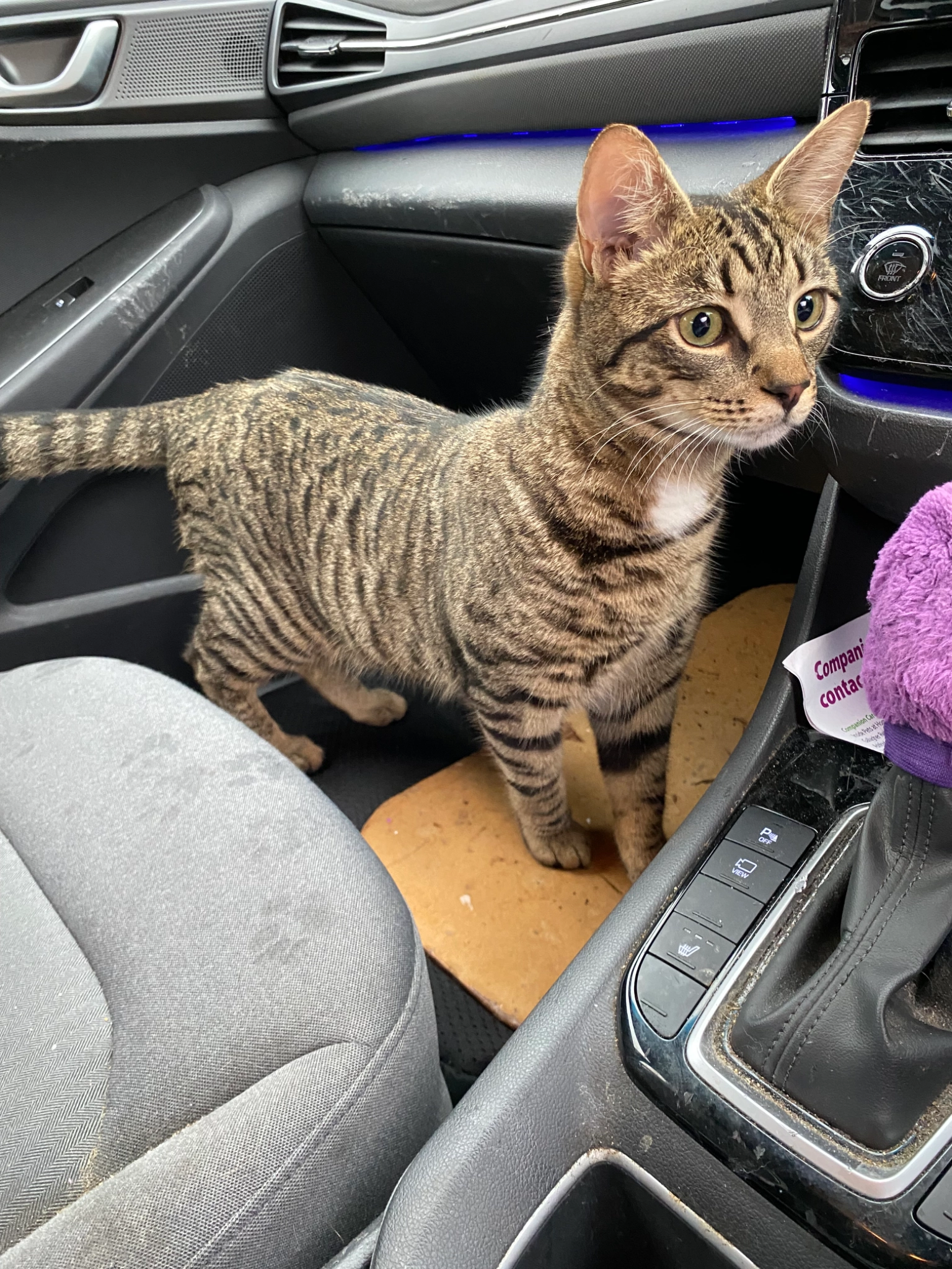 Indigo - West Place, Romney Marsh