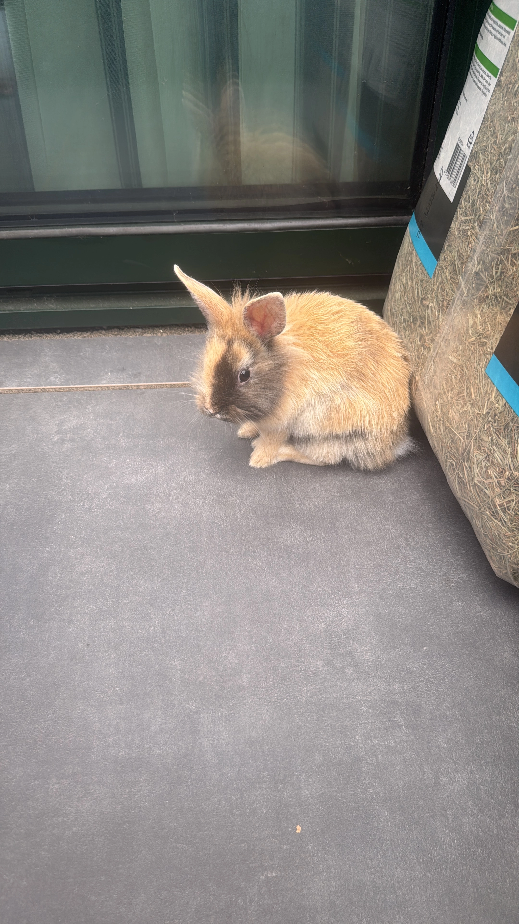 Brownie - Roméopad, Hoogvliet