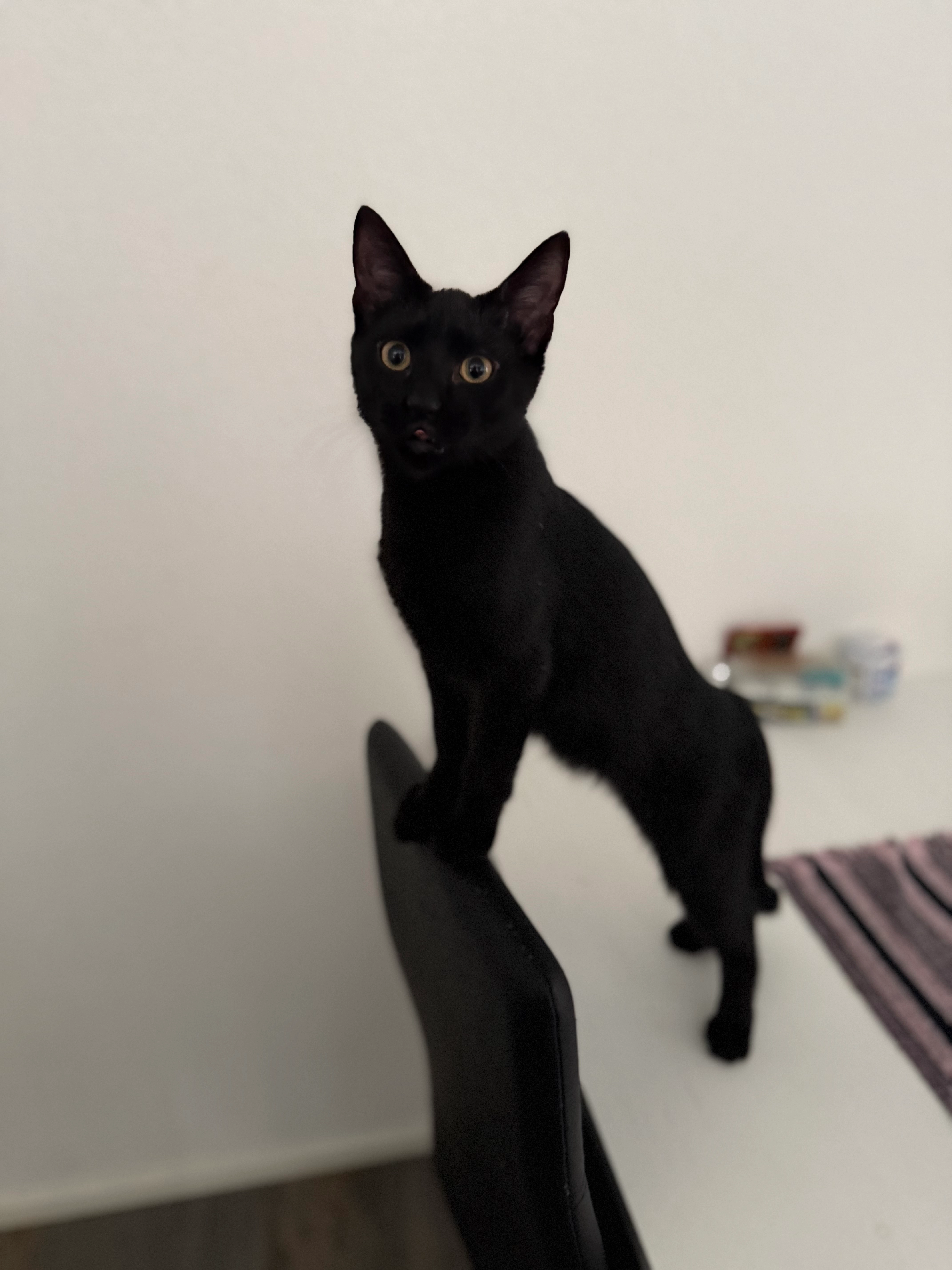 Romeo - Grubenstrasse 9, Wetzikon