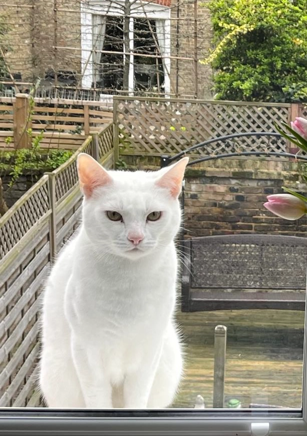 Simba - Davidson Road, Croydon